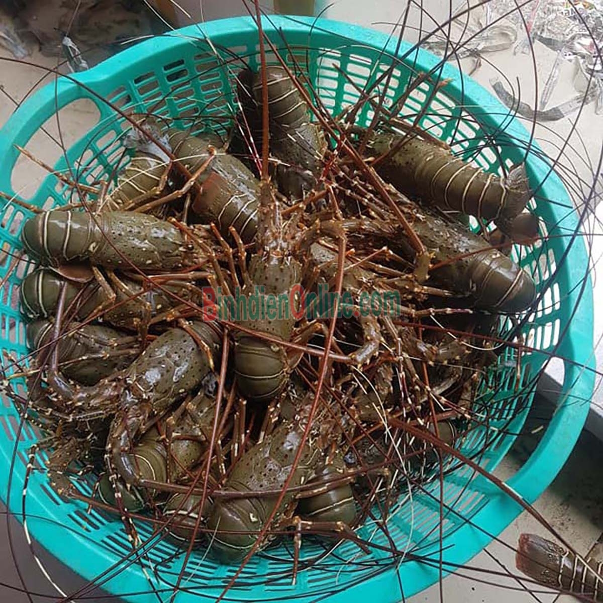 Tôm hùm tre sống chất lượng 300-500 gr/con Xuất xứ Bình Thuận