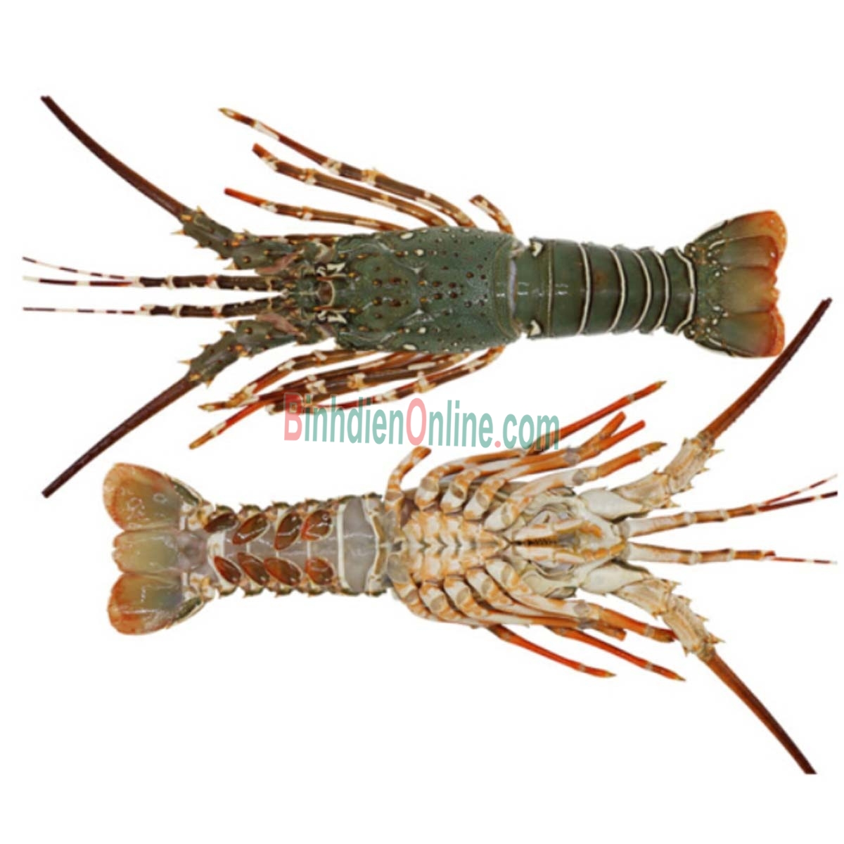 Tôm hùm tre đông lạnh loại lớn 500-700 gr/con Xuất xứ Phú Yên