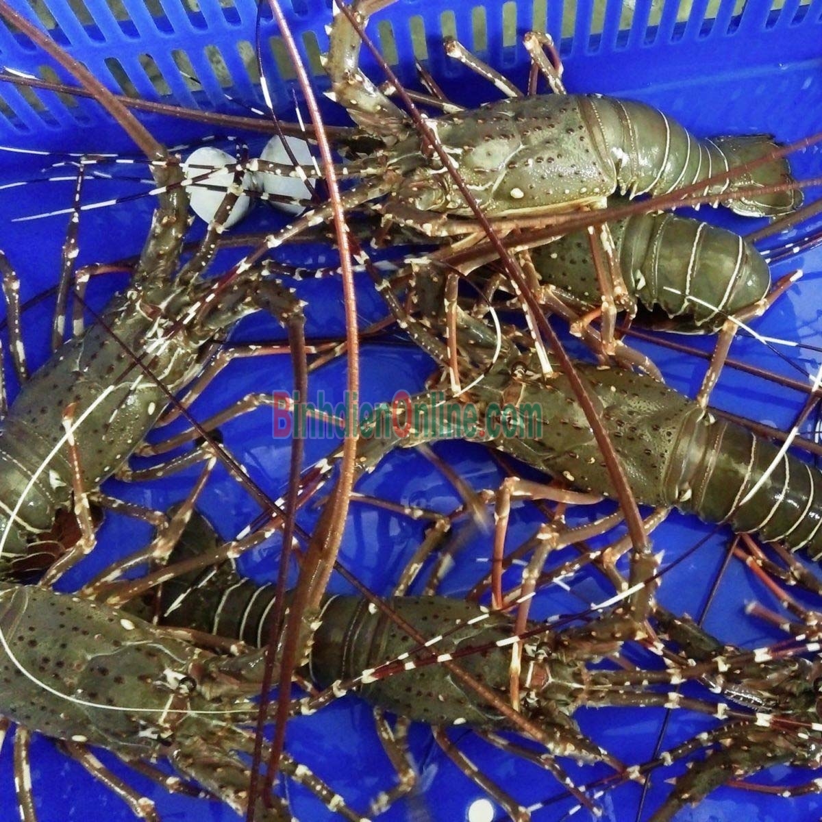 Tôm hùm tre sống loại 1 3-4 con/kg Xuất xứ Khánh Hòa