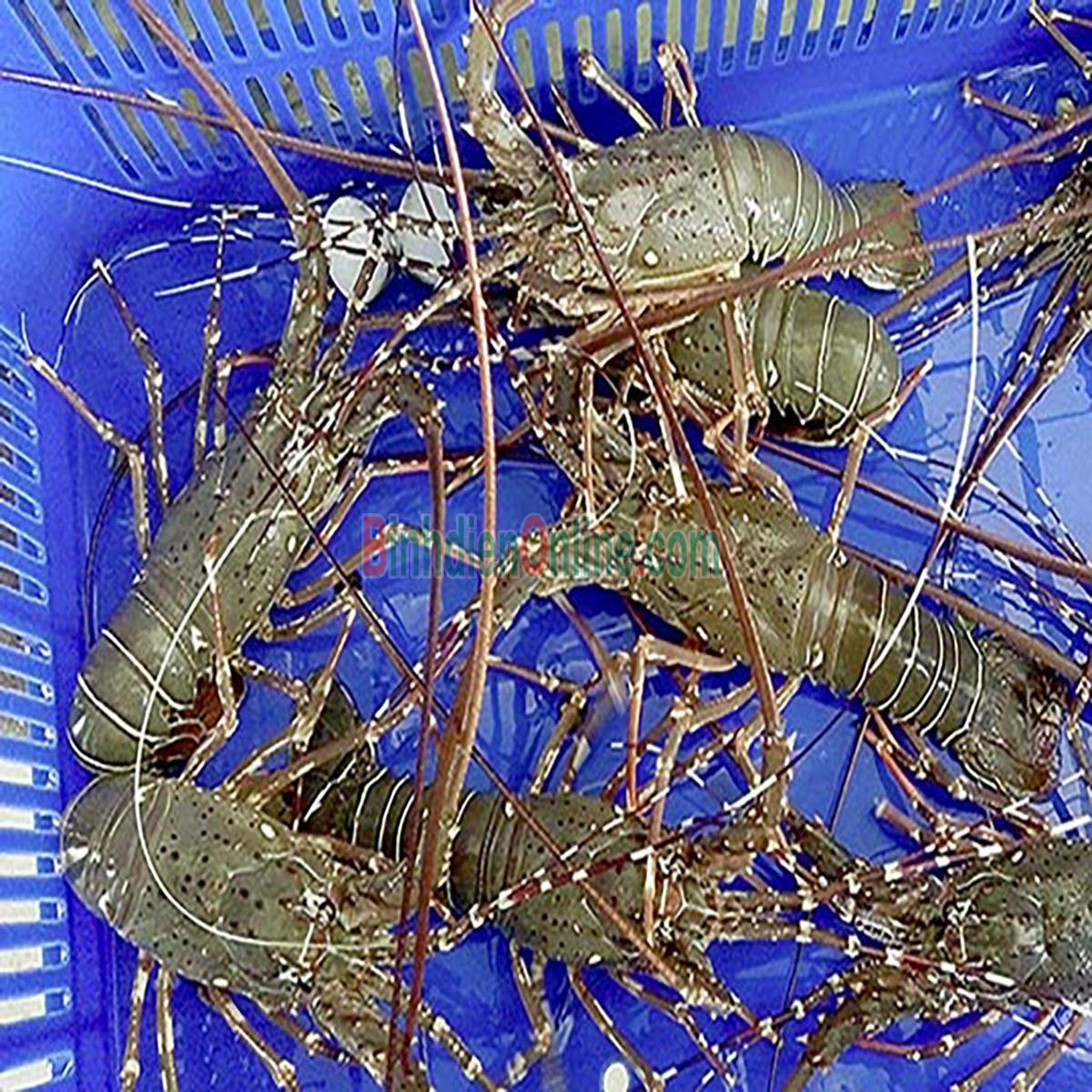 Tôm hùm tre đông lạnh chất lượng 3-4 con/kg Xuất xứ Khánh Hòa