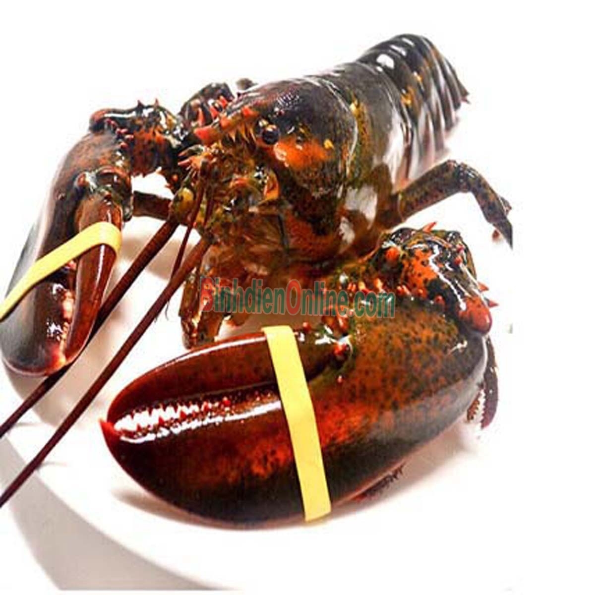 Tôm hùm nhập khẩu tươi sống chất lượng 1,5-2 kg/con Xuất xứ Alaska