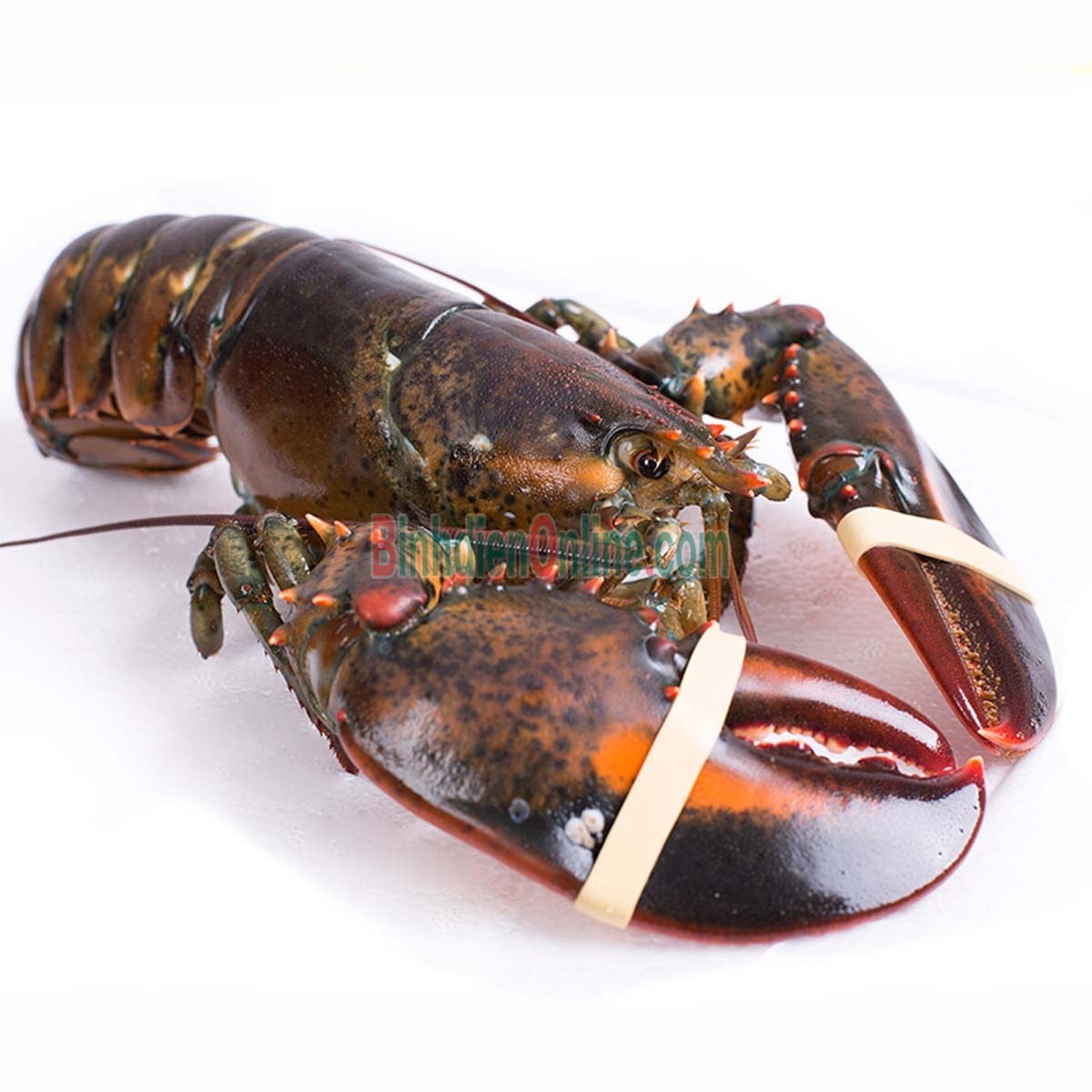 Tôm hùm nhập khẩu sống giá tốt 1-1,5 kg/con Xuất xứ Alaska