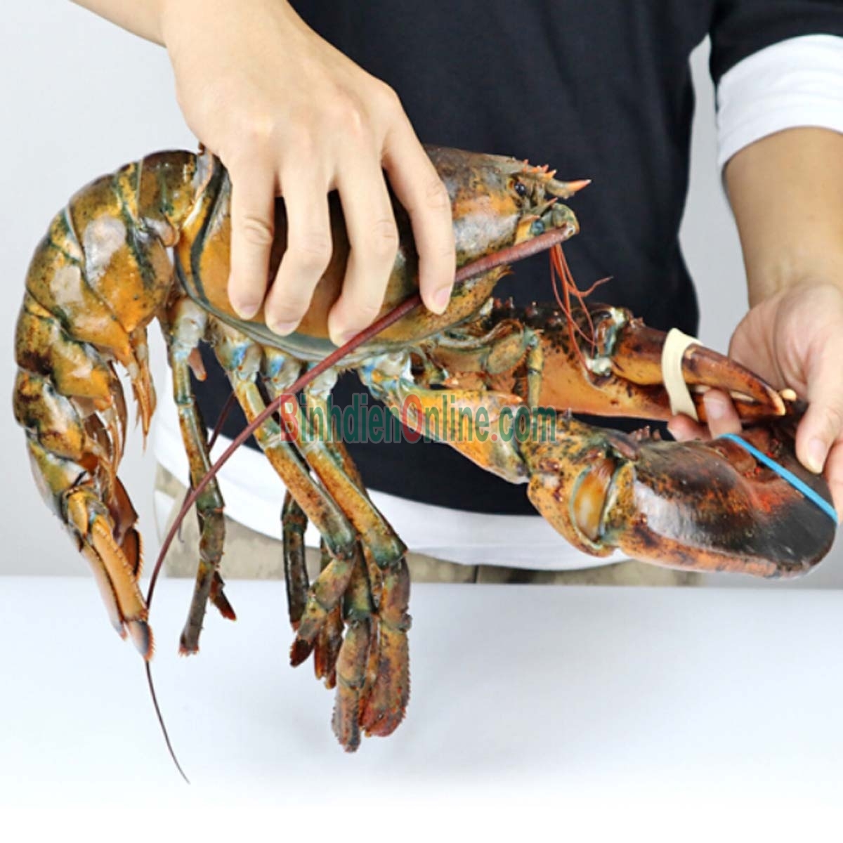 Tôm hùm nhập khẩu đông lạnh loại 1 1,5-2 kg/con Xuất xứ Alaska