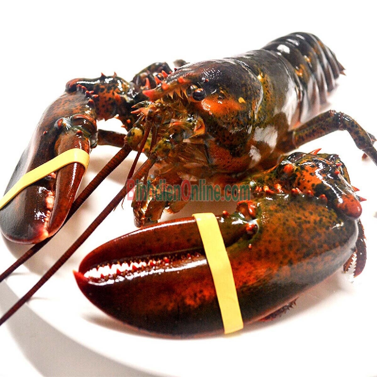 Tôm hùm nhập khẩu tươi sống đảm bảo ngon 1-1,5 kg/con Xuất xứ Alaska