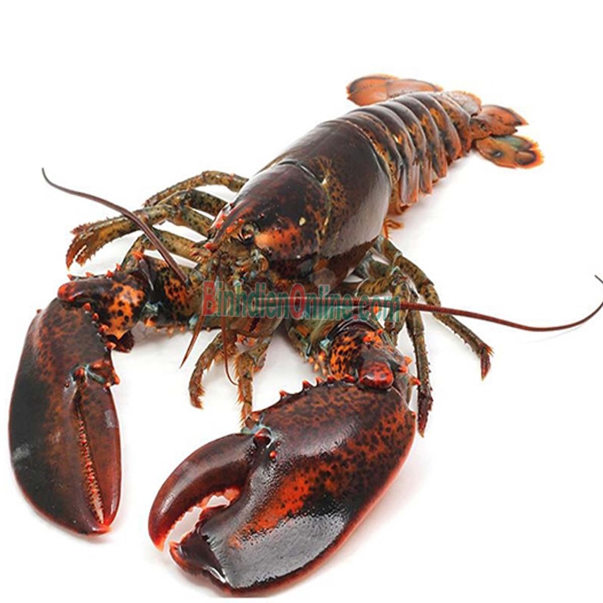 Tôm hùm đông lạnh loại nhỏ nhập khẩu 500-700 gr/con Xuất xứ Alaska