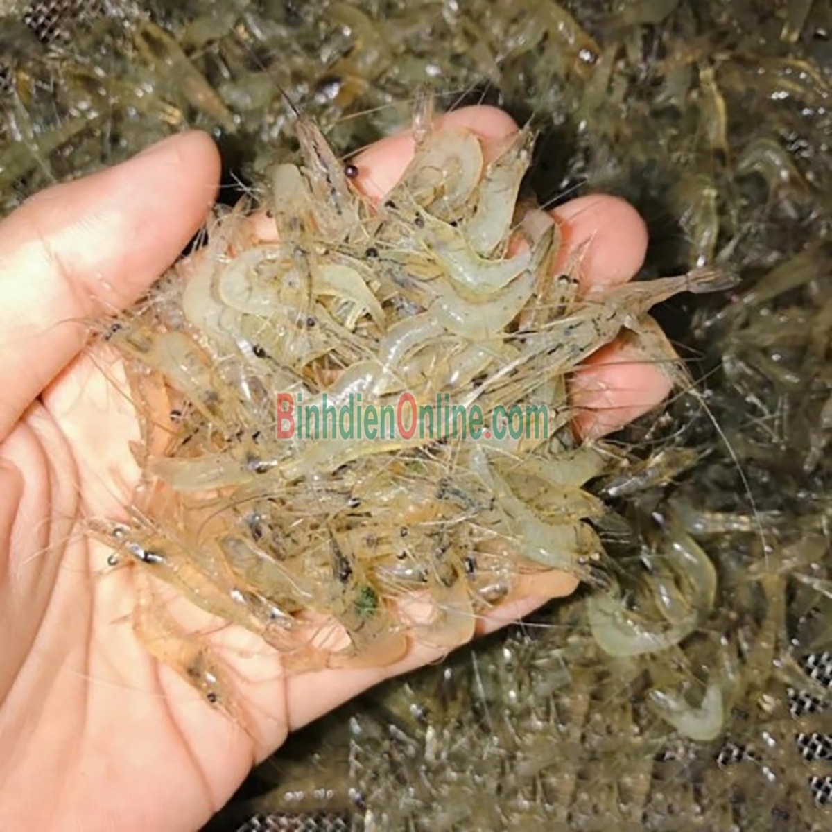 Tép đồng an toàn tươi rói, giá tốt Loại lớn Xuất xứ Long An