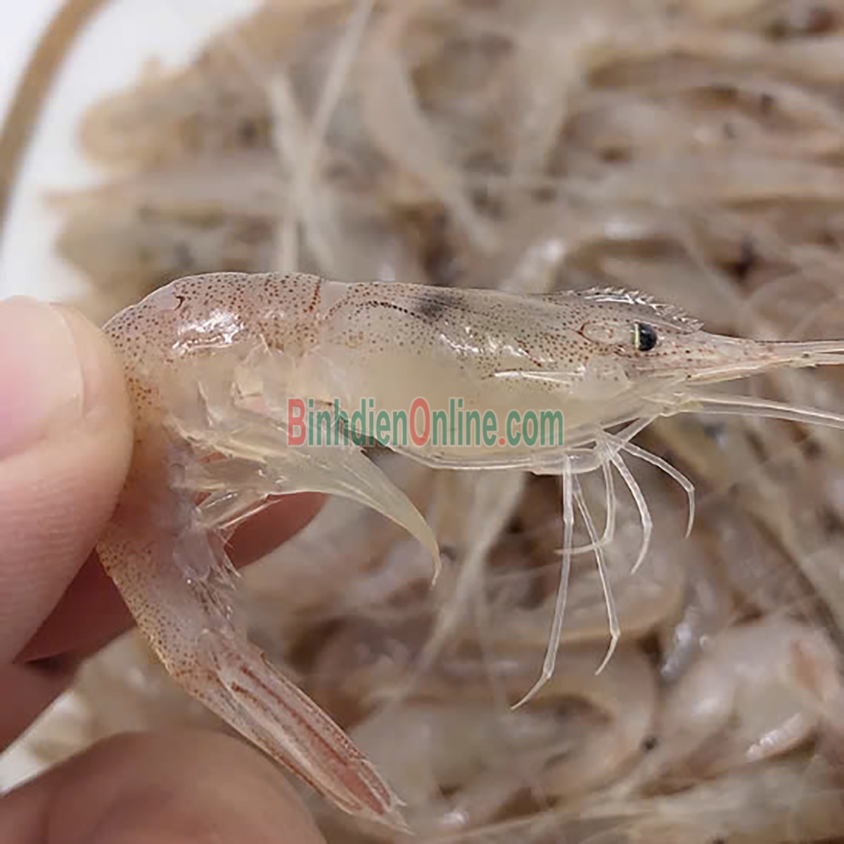 Tép đồng thiên nhiên mới đánh bắt Loại 1 Xuất xứ Long An