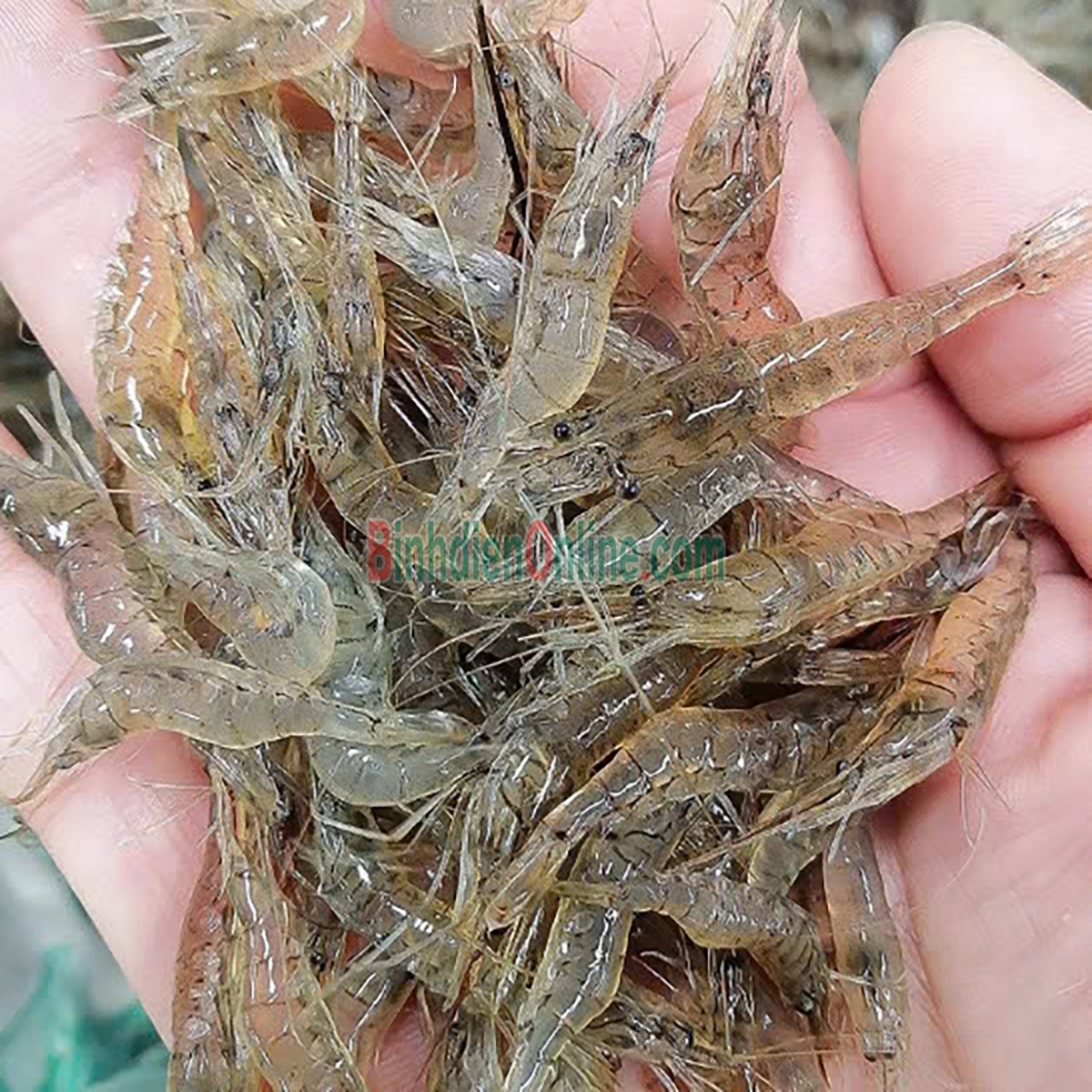 Tép đồng thiên nhiên mới đánh bắt Loại lớn Xuất xứ Long An