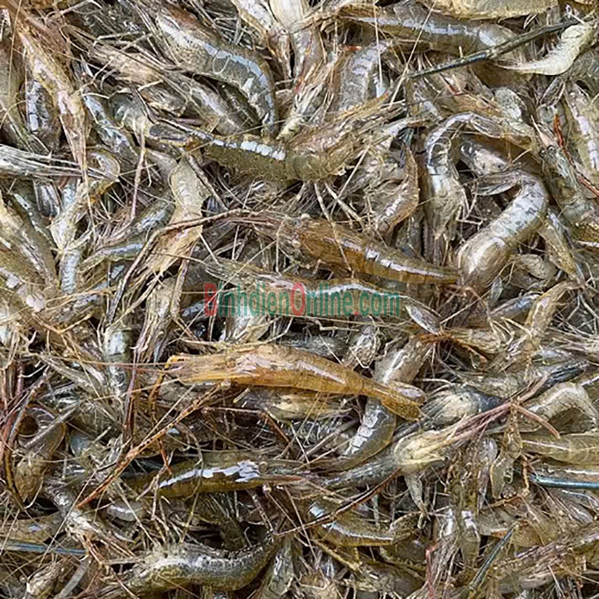 Tép đồng đảm bảo tươi ngon và an toàn Loại 1 Xuất xứ Cà Mau