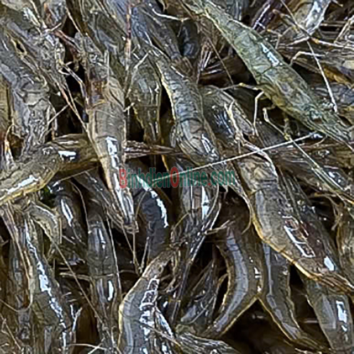 Tép đồng an toàn tươi rói, giá tốt Loại 1 Xuất xứ Bến Tre