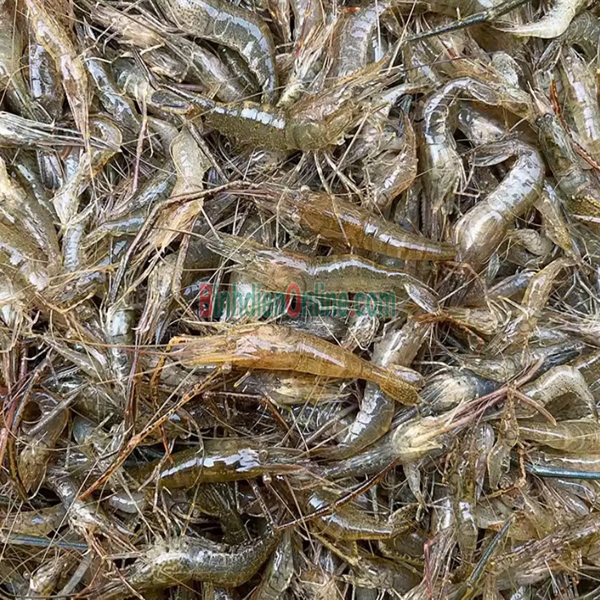 Tép đồng thiên nhiên mới đánh bắt Loại 1 Xuất xứ Tiền Giang