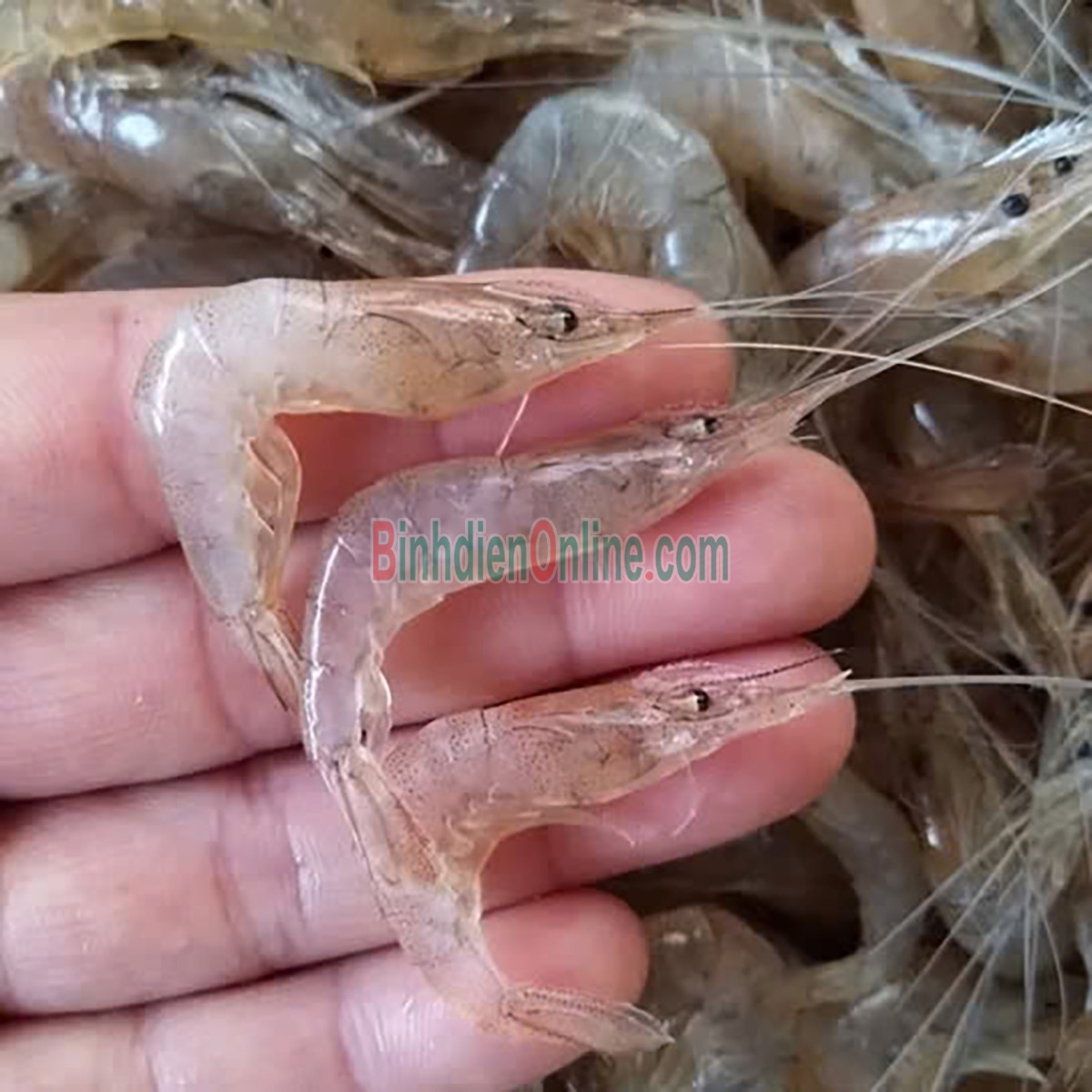 Tép đồng đảm bảo tươi ngon và an toàn Loại 1 Xuất xứ Bạc Liêu
