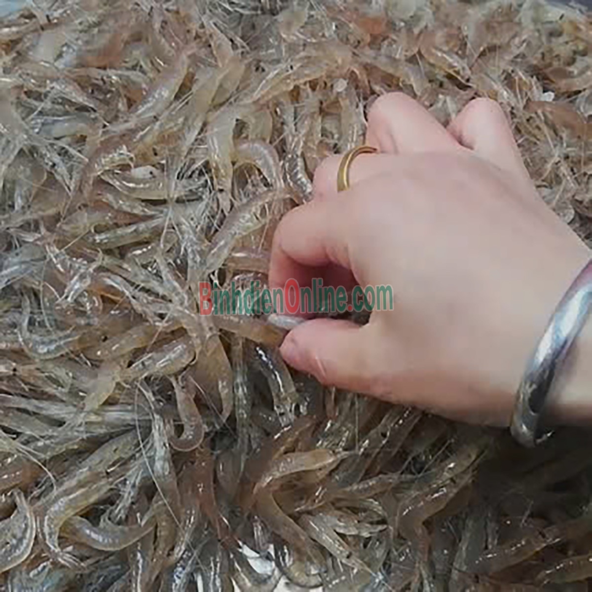 Tép đồng tươi, đảm bảo thơm ngon đặc biệt Loại lớn Xuất xứ Bến Tre