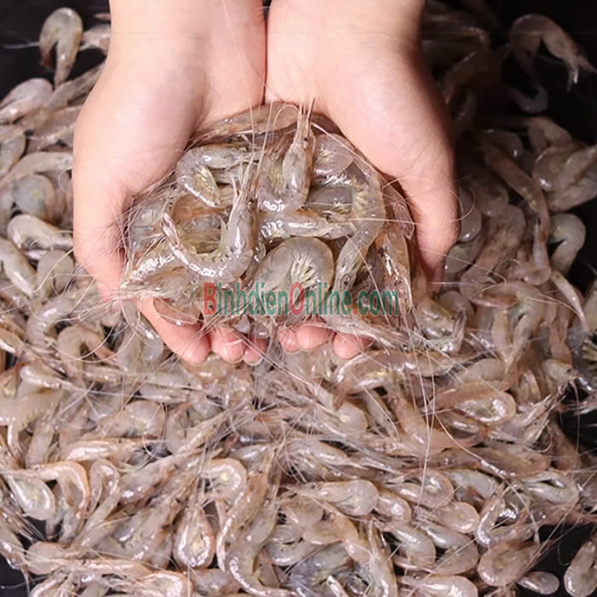 Tép đồng thiên nhiên mới đánh bắt Loại lớn Xuất xứ Bạc Liêu