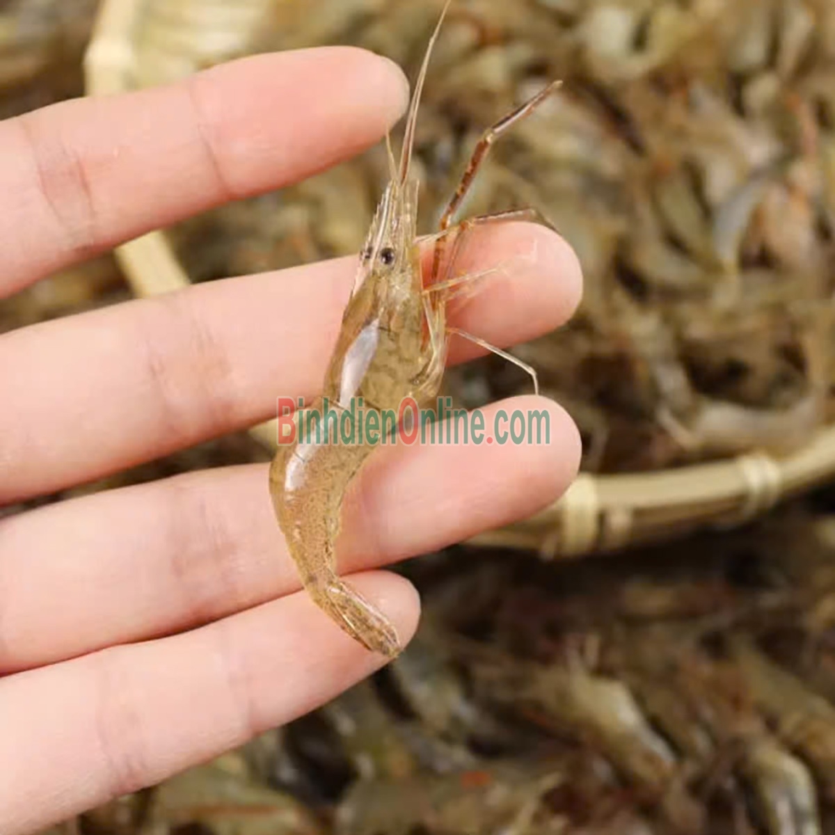 Tép đồng an toàn tươi rói, giá tốt Loại lớn Xuất xứ An Giang