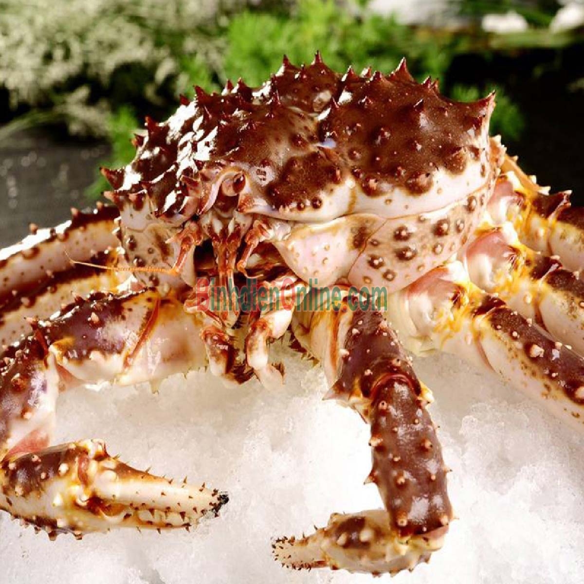 Cua hoàng đế đông lạnh nguyên con 4-4,5 kg/con Xuất xứ Ireland