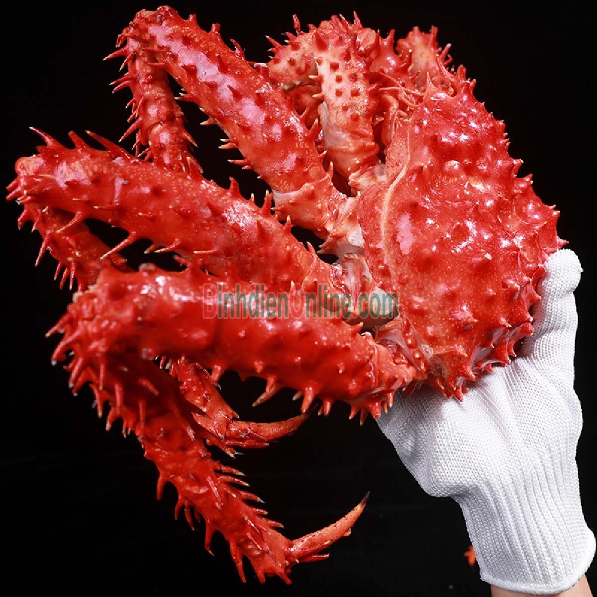 Cua hoàng đế đực  sống 3-3,5 kg/con Xuất xứ Chile