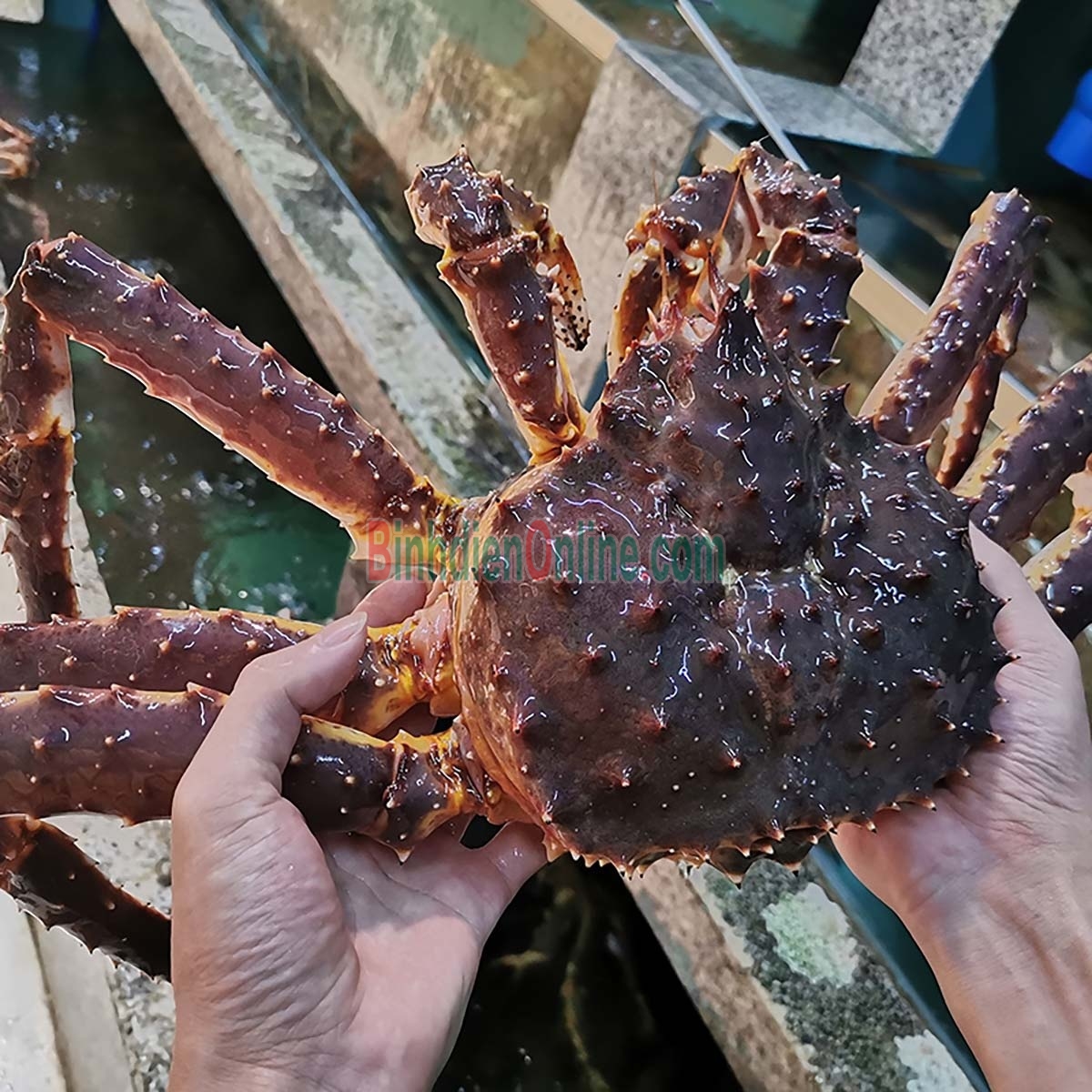 Cua hoàng đế đực  sống giá tốt 3-3,5 kg/con Xuất xứ Alaska