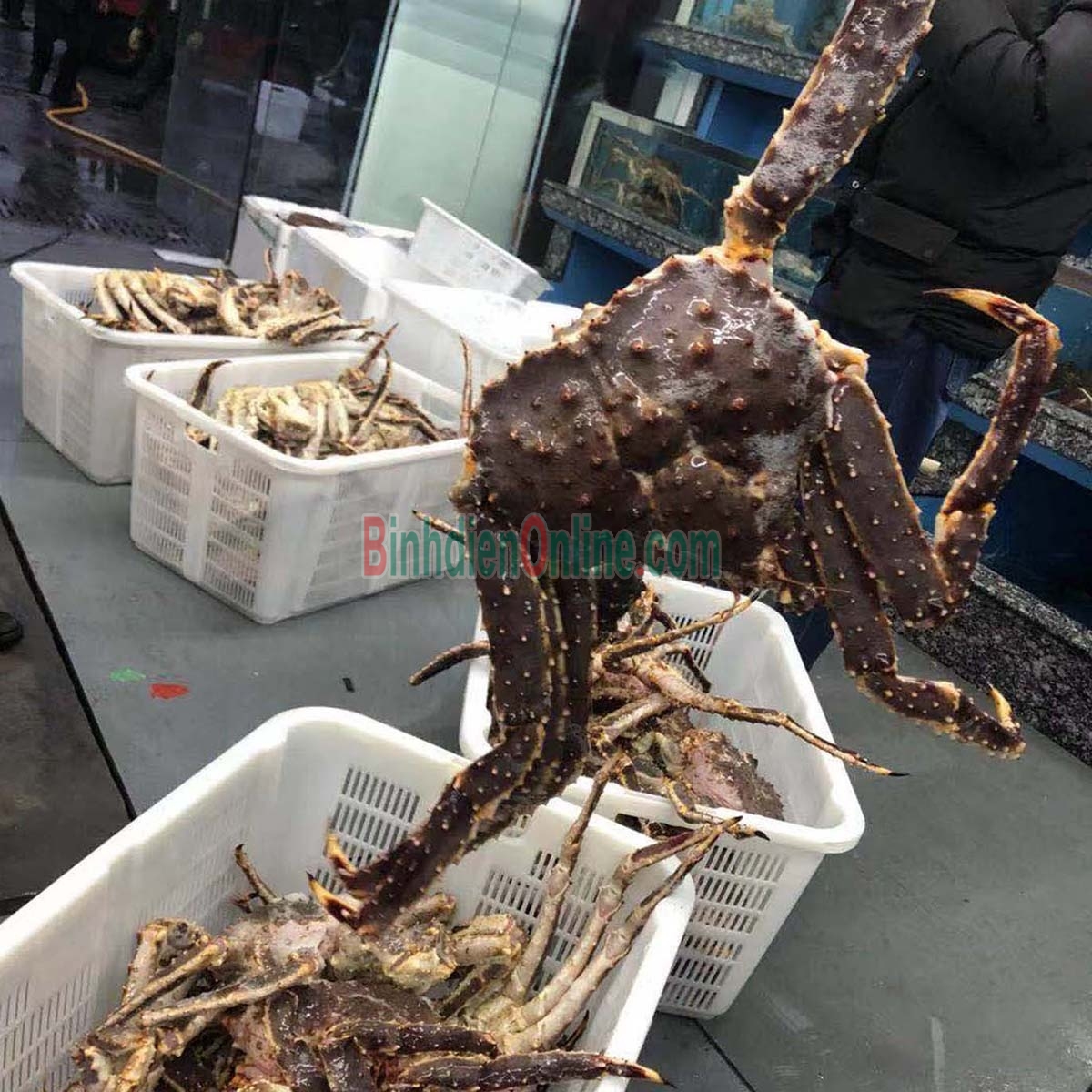 Cua hoàng đế đực  sống giá tốt 1,5-2 kg/con Xuất xứ Alaska