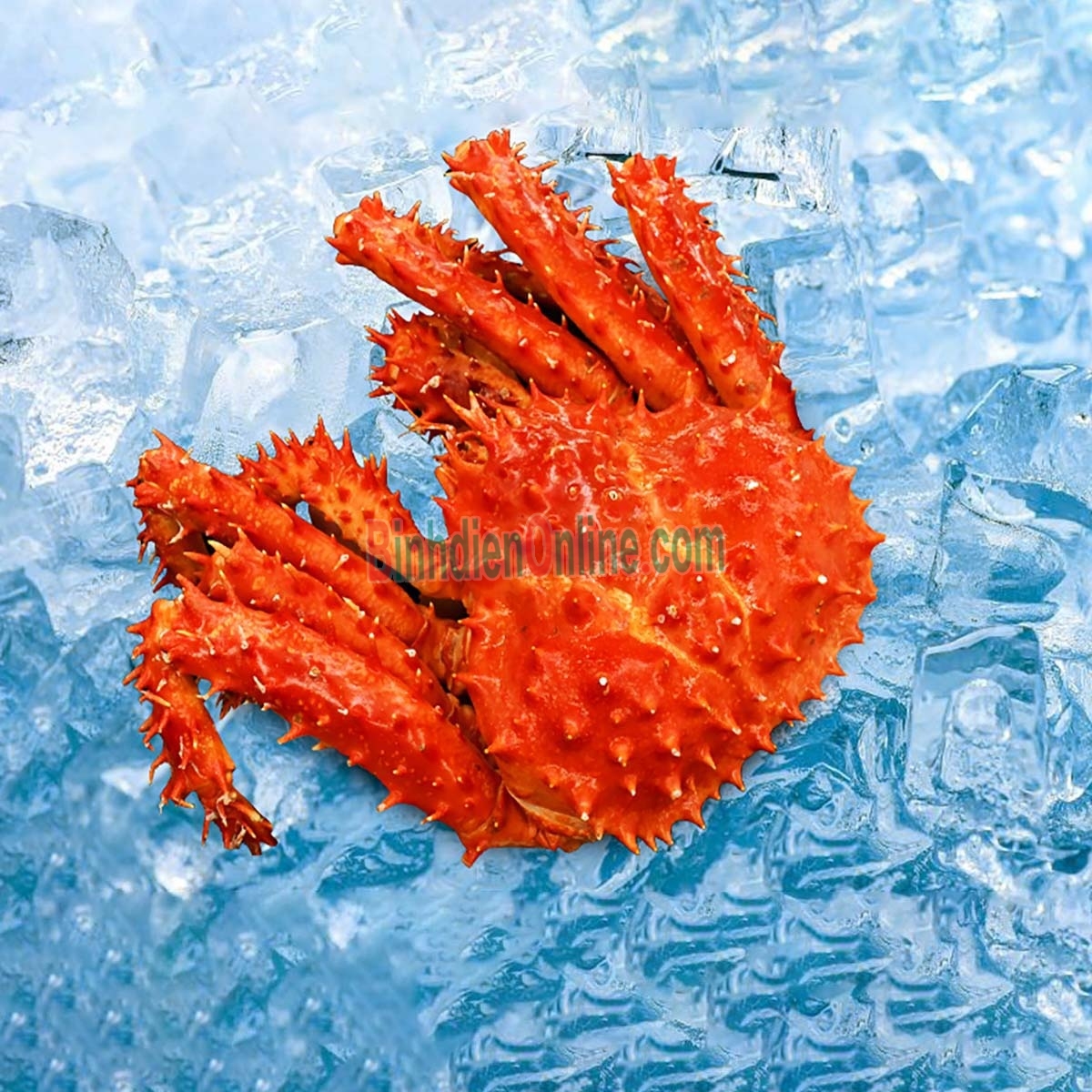 Cua hoàng đế đông lạnh nguyên con 1,5-2 kg/con Xuất xứ Alaska