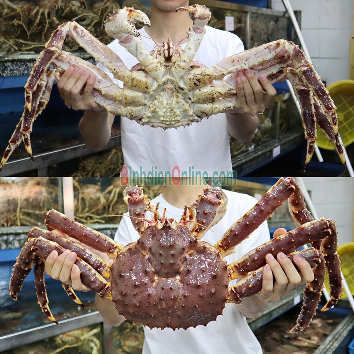 Cua hoàng đế đực  sống giá tốt 2,5-3 kg/con Xuất xứ Alaska