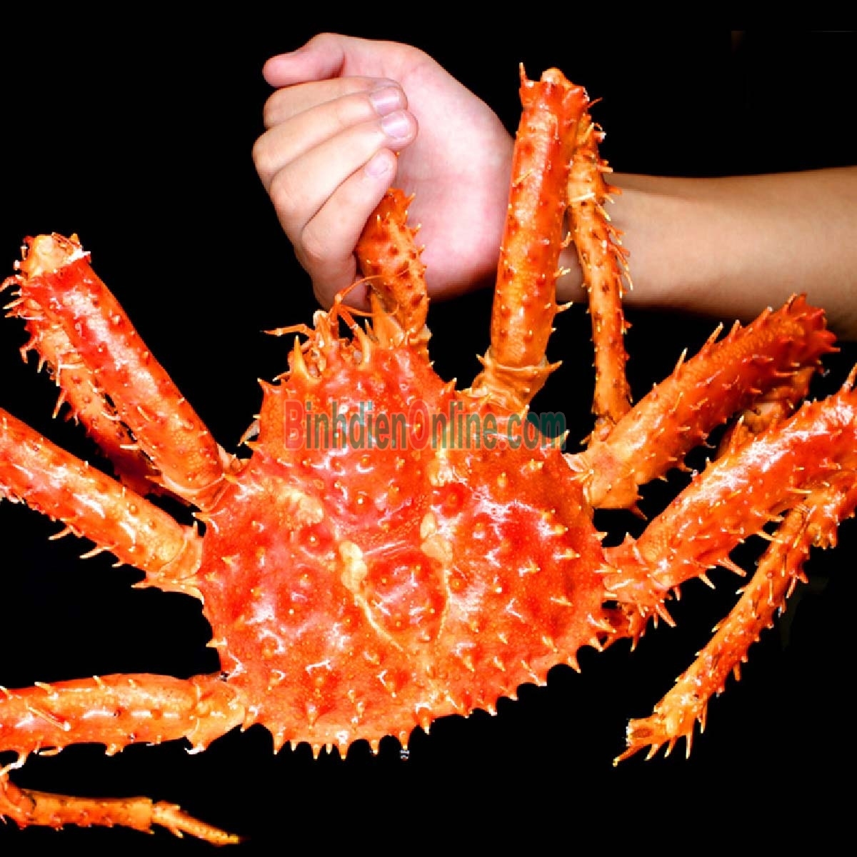 Cua hoàng đế đông lạnh nguyên con 2,5-3 kg/con Xuất xứ Alaska