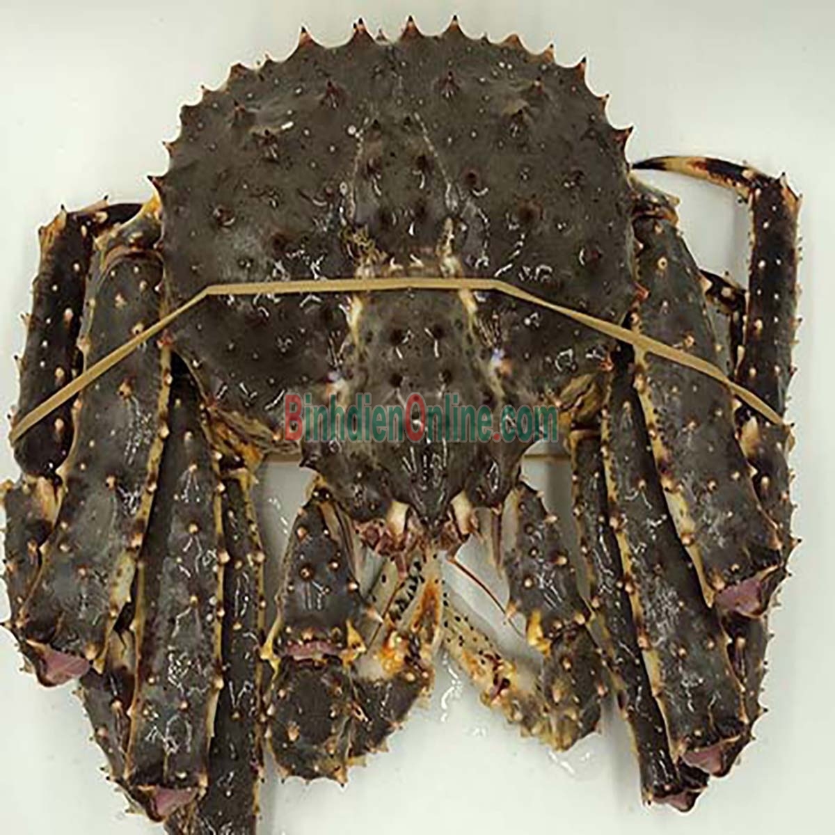 Cua hoàng đế đực  sống giá tốt 4-4,5 kg/con Xuất xứ Alaska