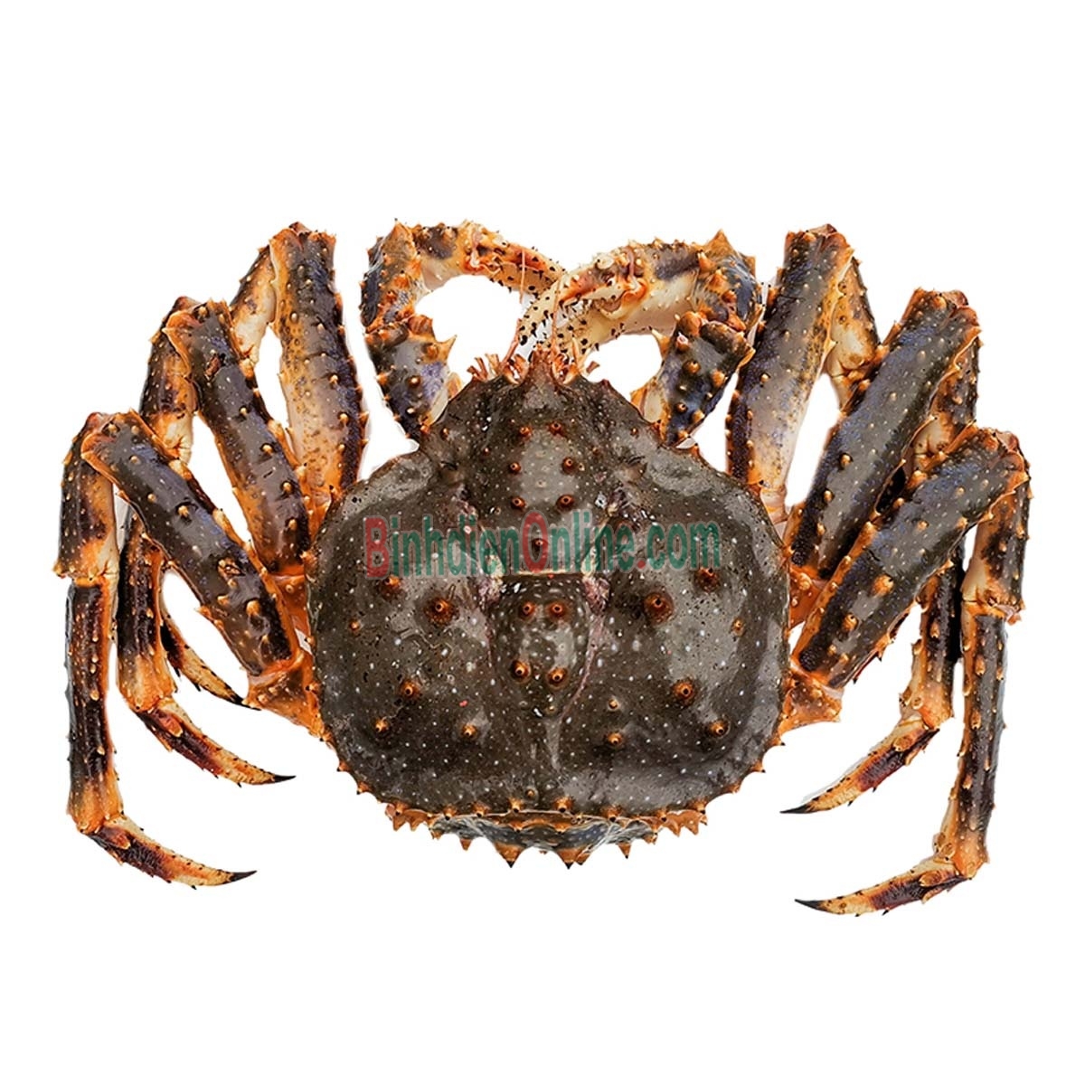 Cua hoàng đế sống  loại 1 3-3,5 kg/con Xuất xứ Canada