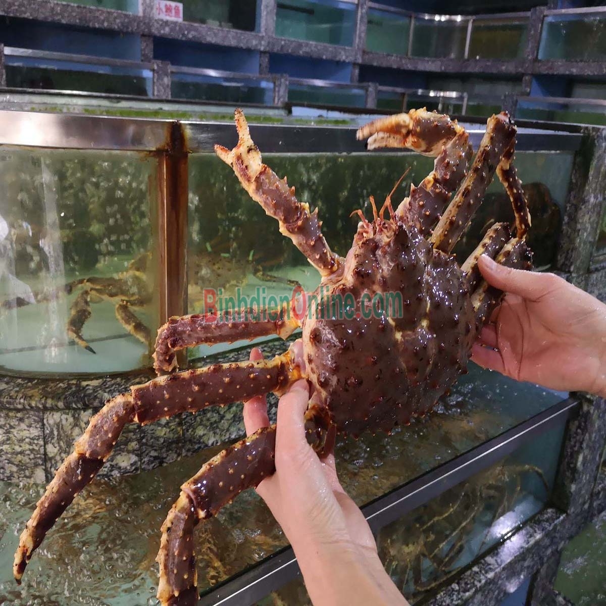 Cua hoàng đế sống  loại 1 1,5-2 kg/con Xuất xứ Canada