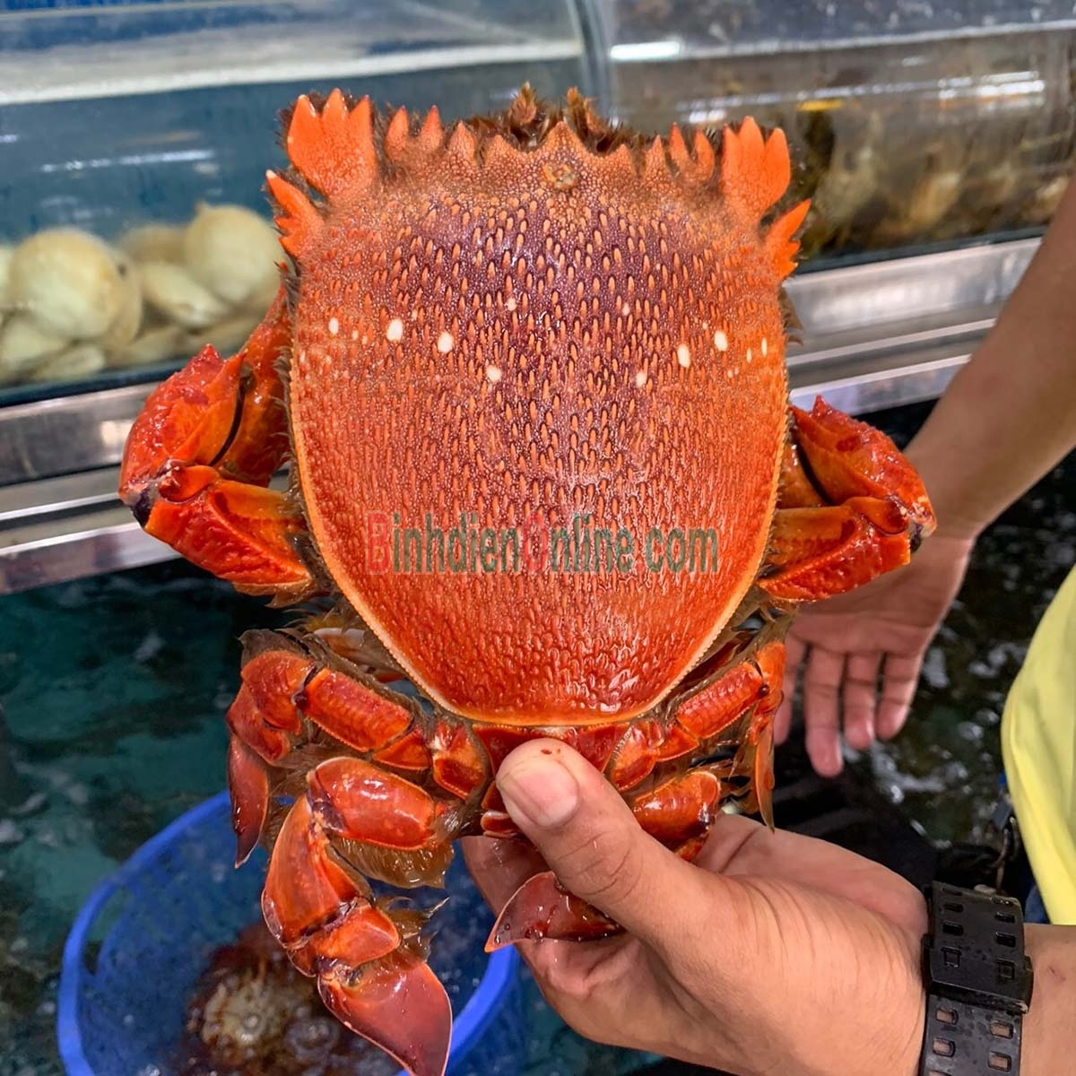 Cua huỳnh đế tươi sống thiên nhiên 500-700 gr/con Xuất xứ Khánh Hòa