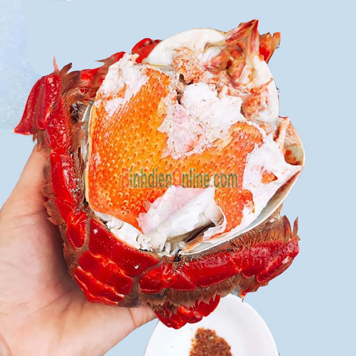 Cua huỳnh đế sống, đánh bắt tự nhiên 400-500 gr/con Xuất xứ Quảng Ngãi
