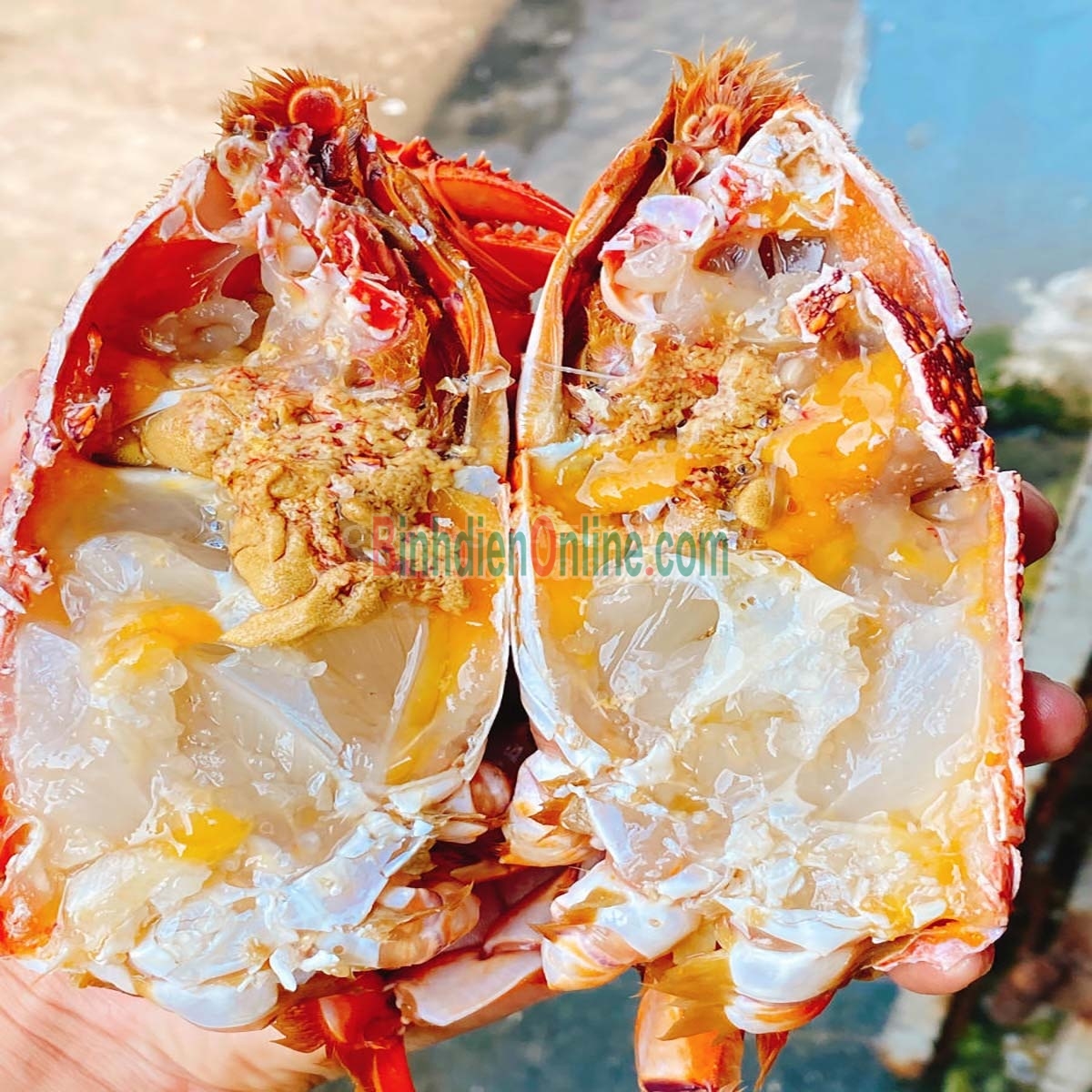 Cua huỳnh đế tươi sống thiên nhiên 300-400 gr/con Xuất xứ Khánh Hòa