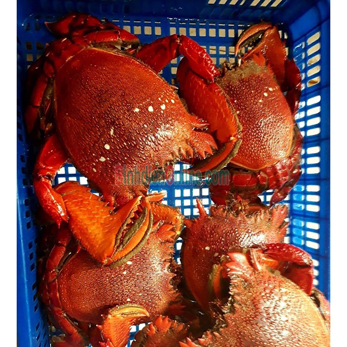 Cua huỳnh đế tươi sống, đánh bắt tự nhiên 400-500 gr/con Xuất xứ Quảng Ngãi