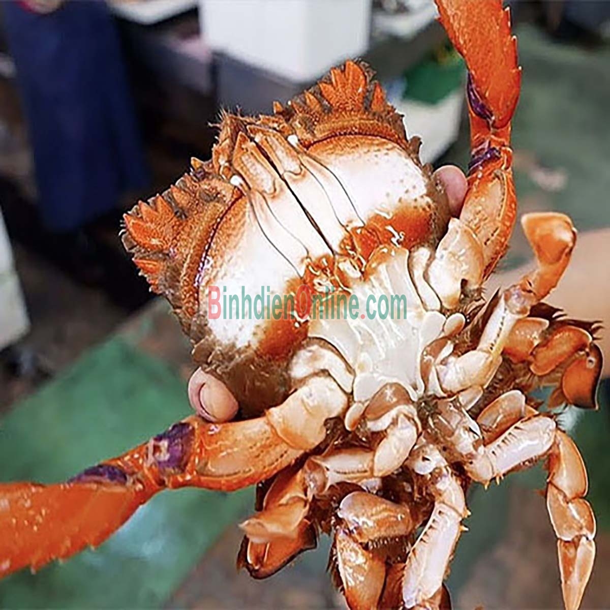 Cua huỳnh đế sống thiên nhiên 700-900 gr/con Xuất xứ Bình Định