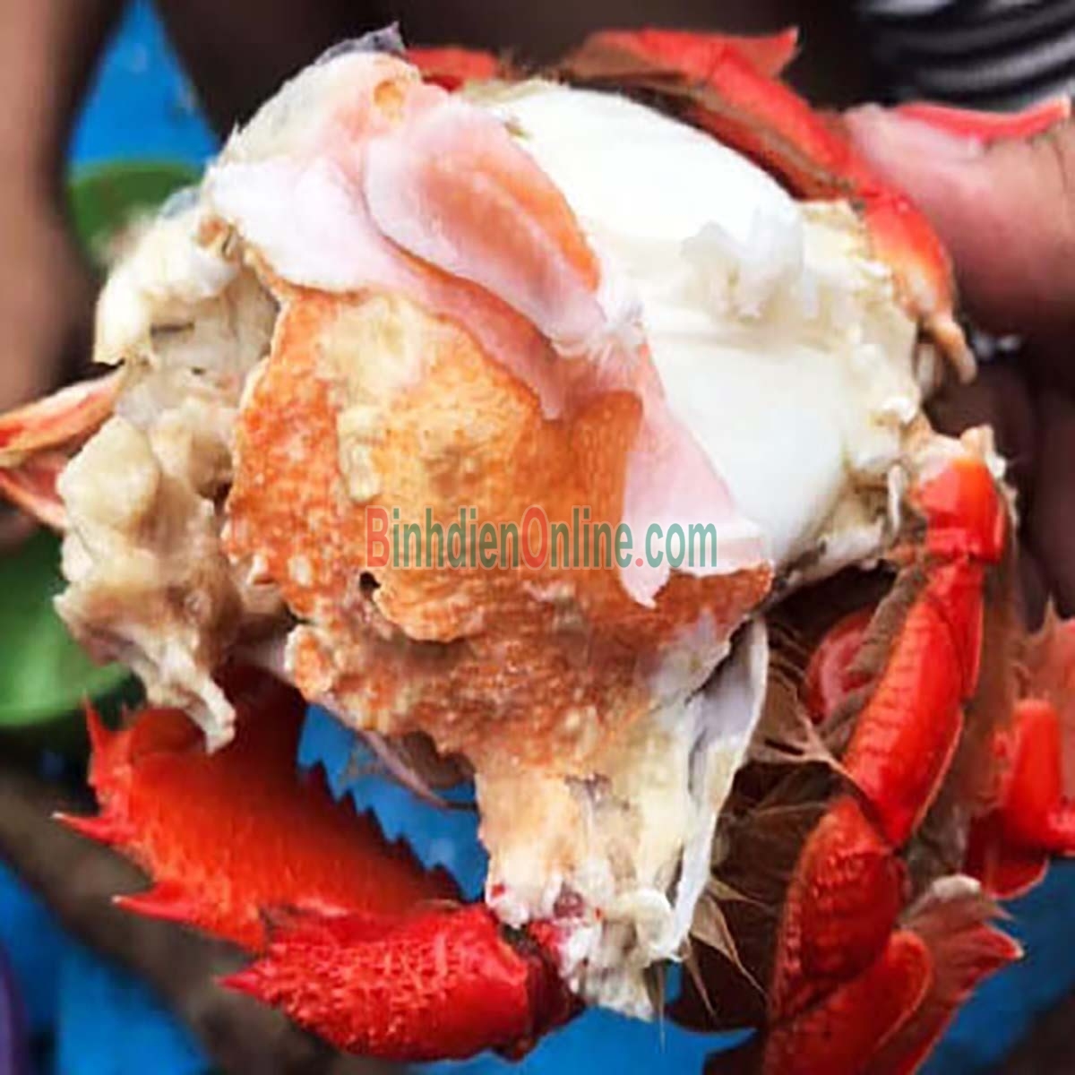 Cua huỳnh đế tươi sống loại 1 1-1,2 kg/con Xuất xứ Phú Yên