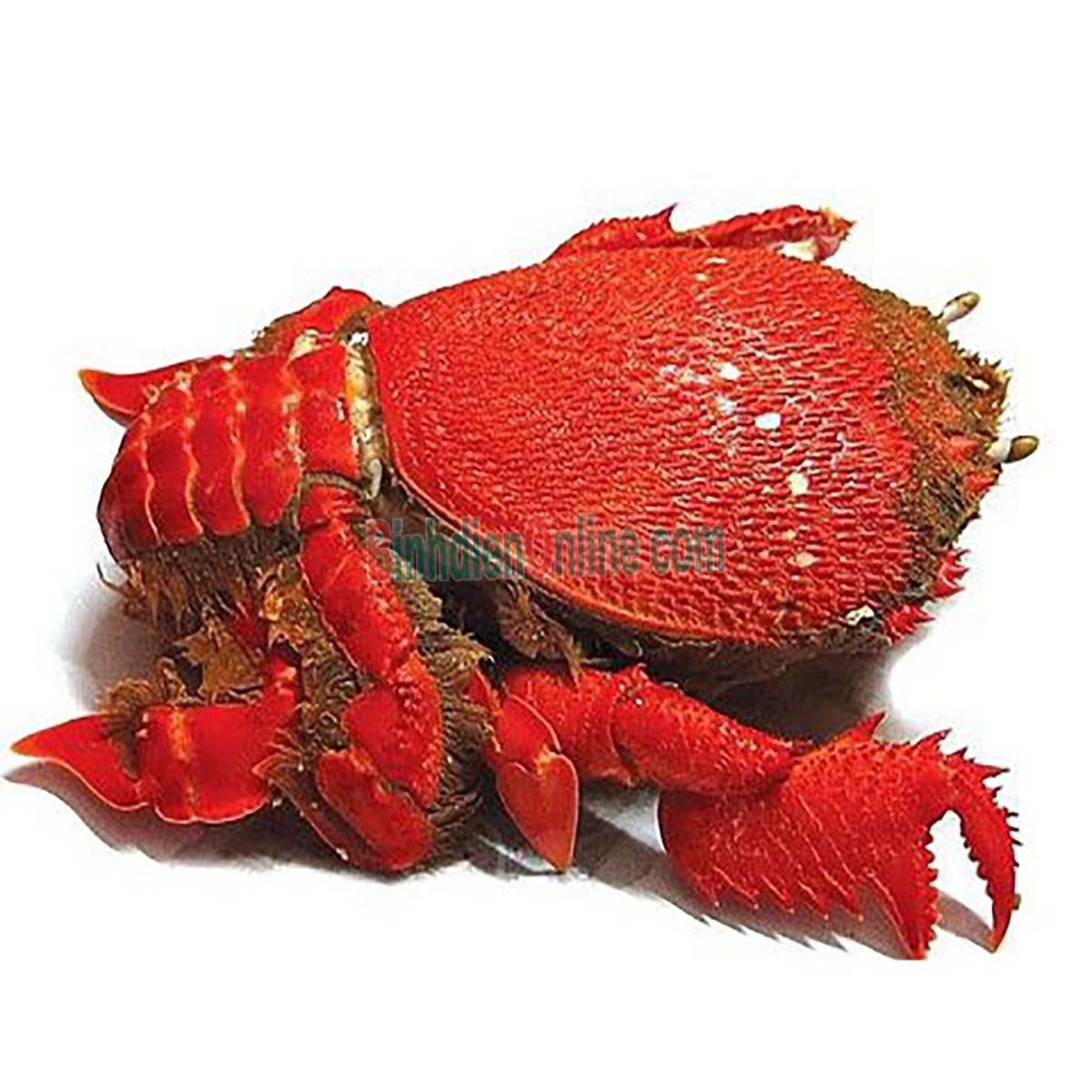 Cua huỳnh đế sống loại 1 1-1,2 kg/con Xuất xứ Phú Yên