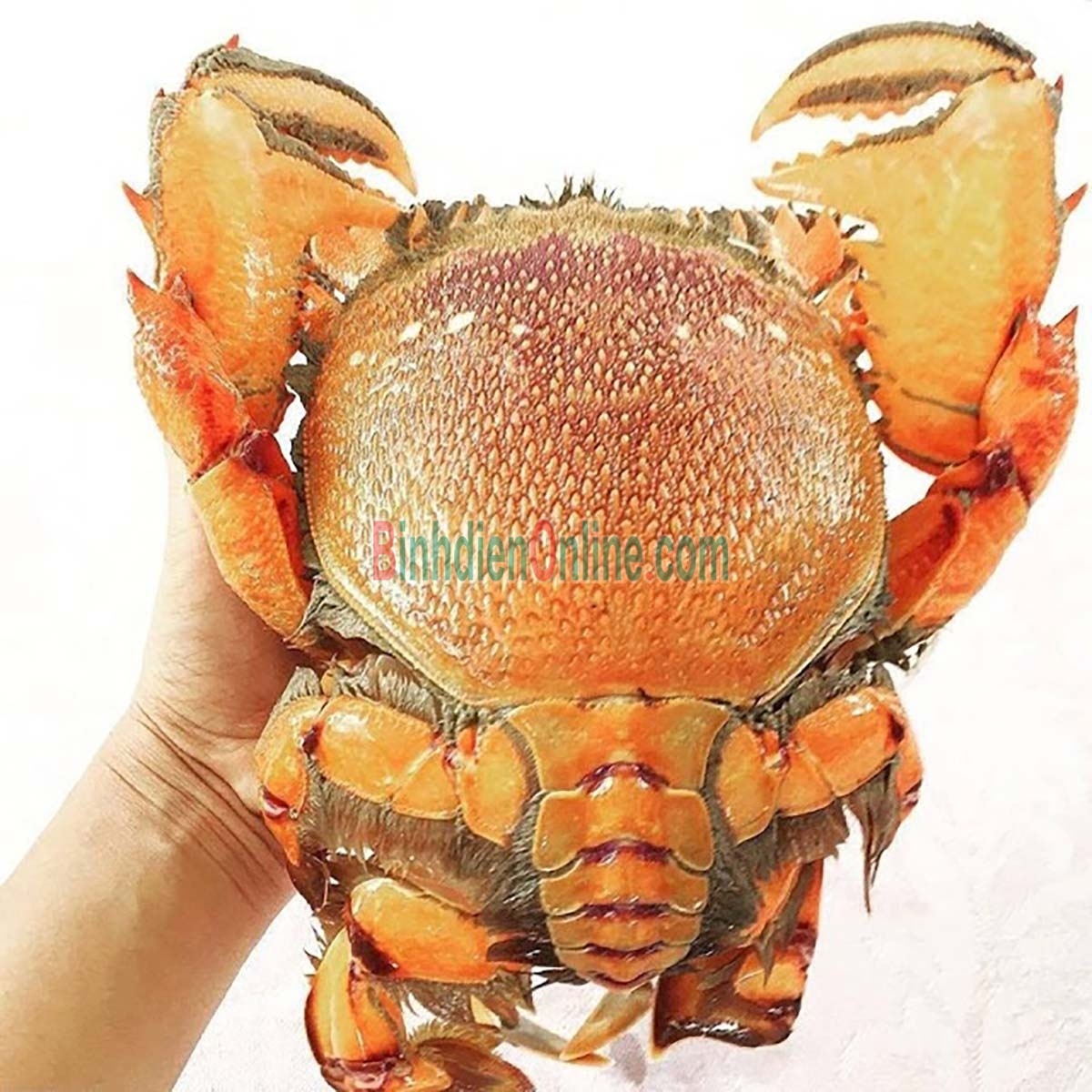 Cua huỳnh đế đông lạnh loại trung 700-900 gr/con Xuất xứ Khánh Hòa