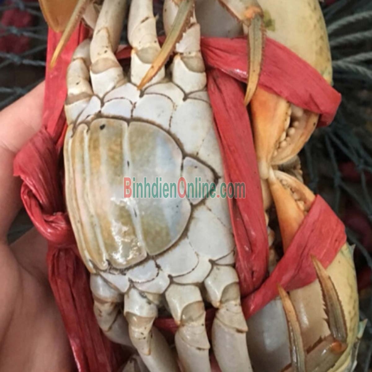 Cua gạch sống loại 1 460-550 gr/con Xuất xứ Bạc Liêu