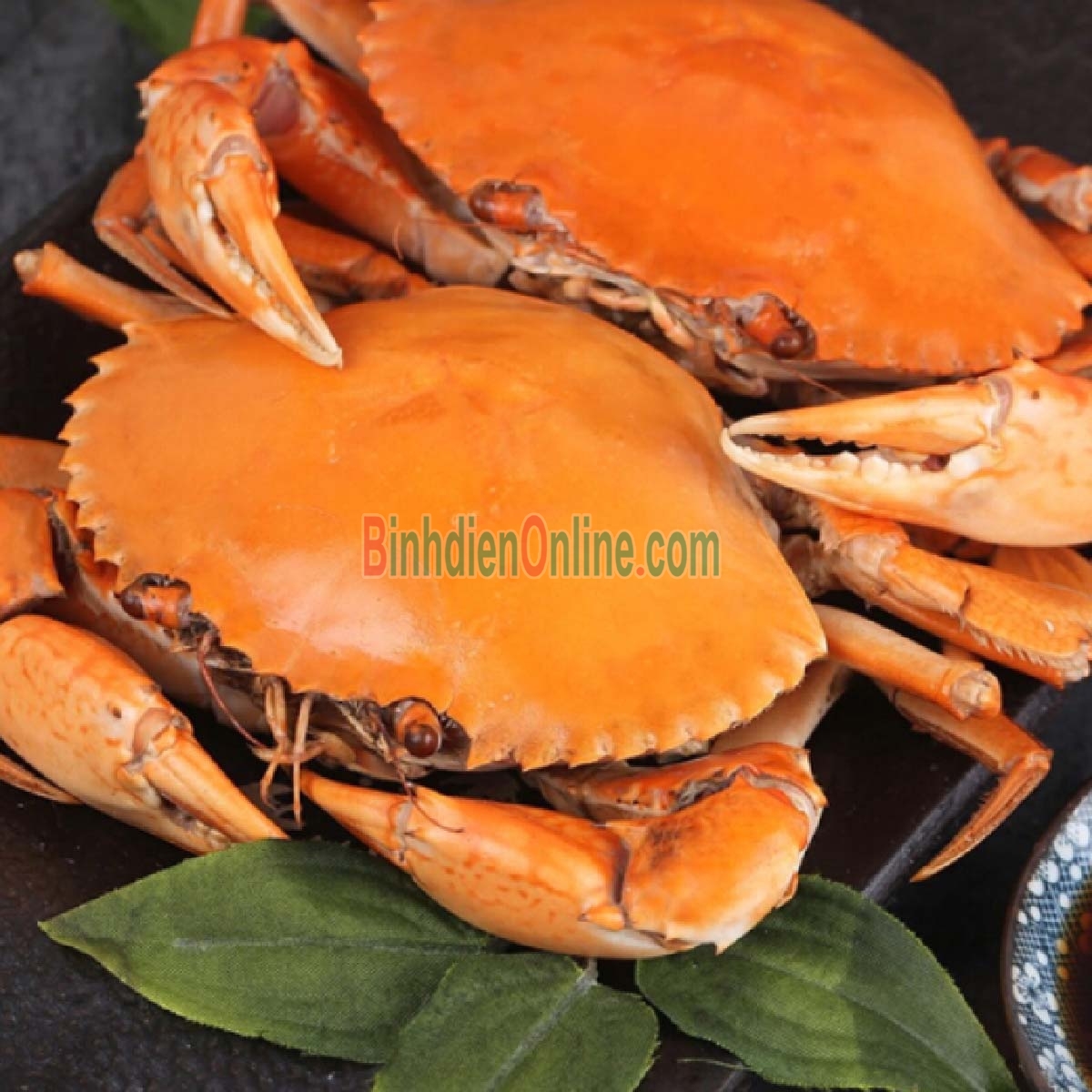 Cua gạch sống thiên nhiên loại VIP siêu to 460-550 gr/con Xuất xứ Kiên Giang