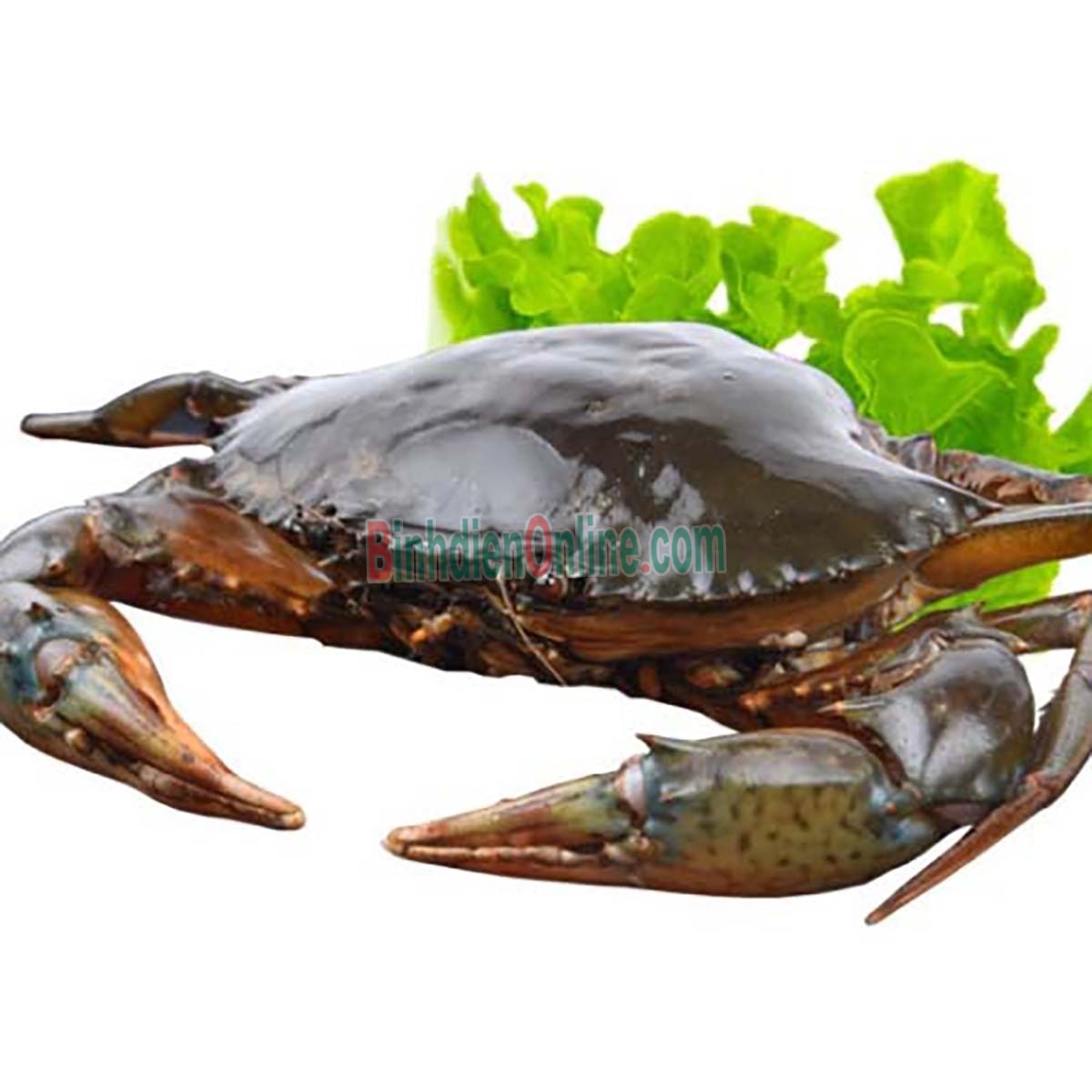 Cua gạch sống vừa đánh bắt 560-650 gr/con Xuất xứ Kiên Giang