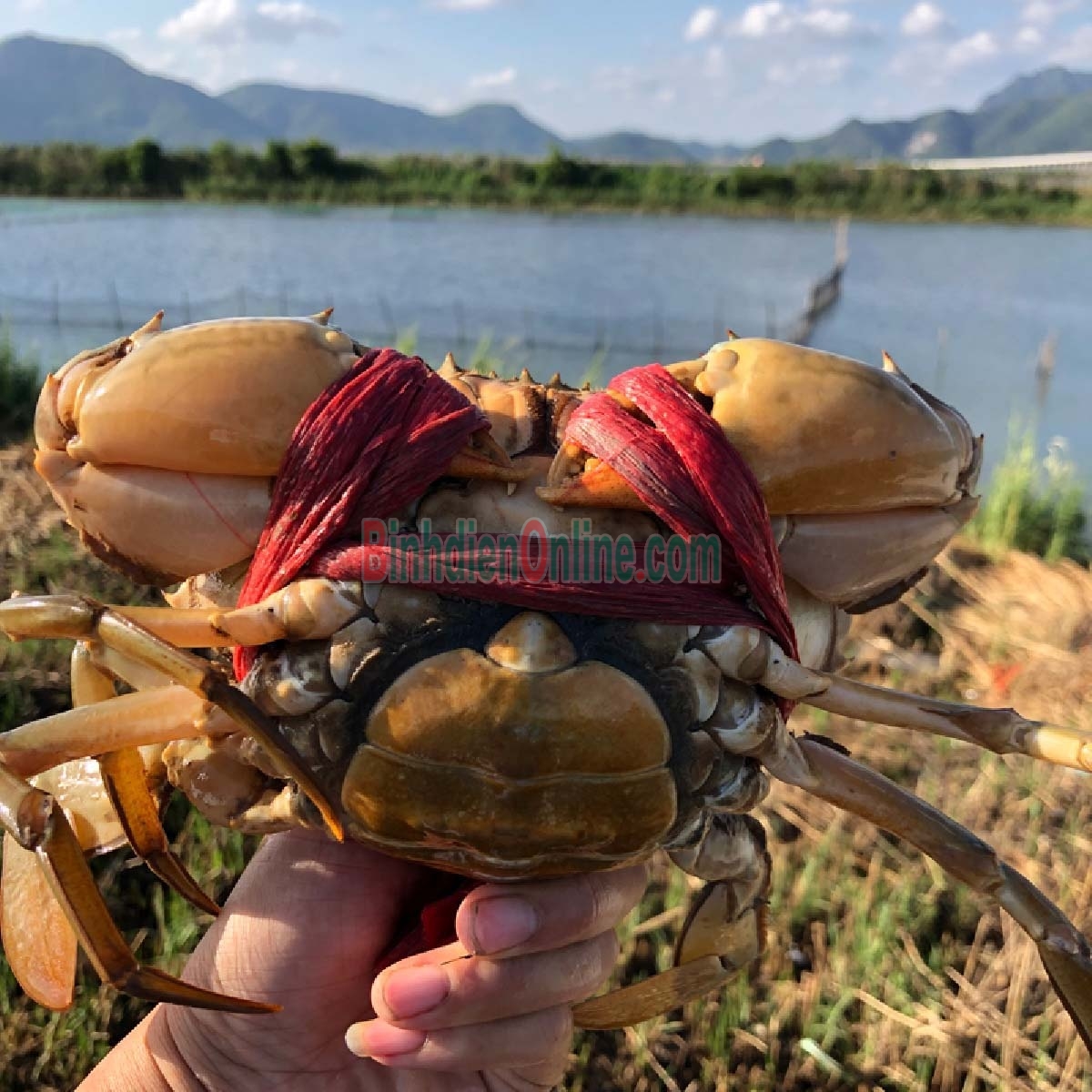 Cua gạch sống vừa đánh bắt 460-550 gr/con Xuất xứ Cà Mau