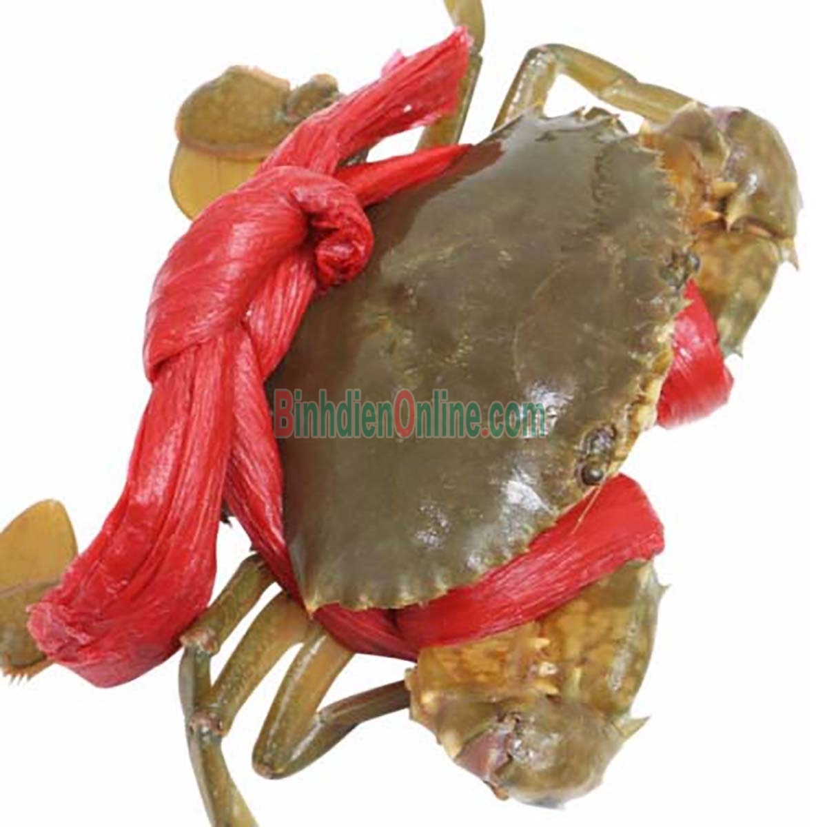 Cua gạch sống vừa đánh bắt 200-290 gr/con Xuất xứ Sóc Trăng