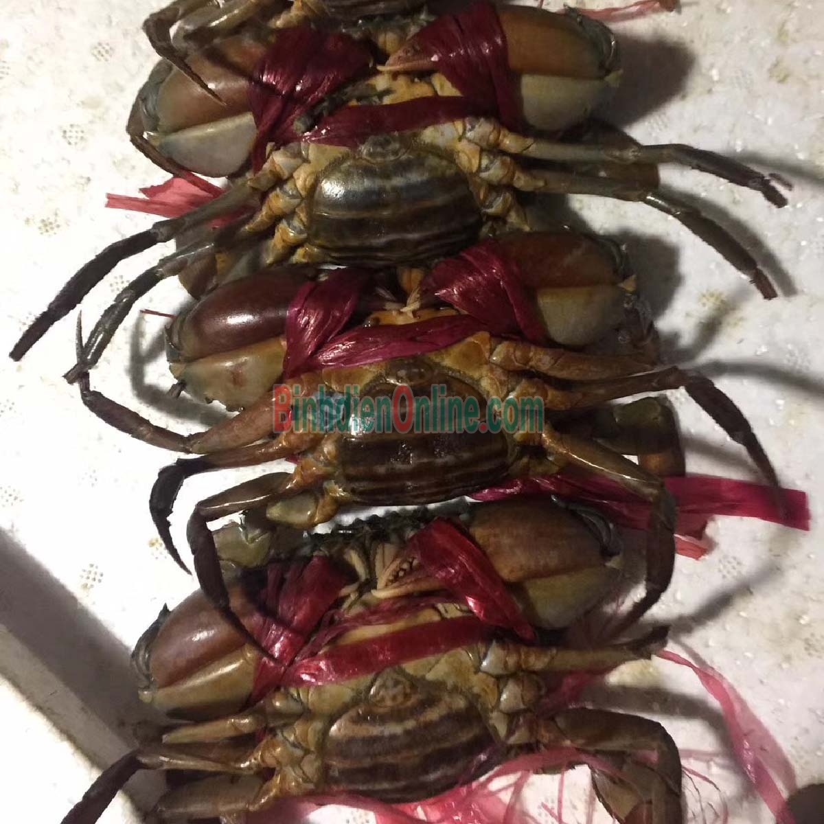 Cua gạch sống vừa đánh bắt 560-650 gr/con Xuất xứ Cà Mau