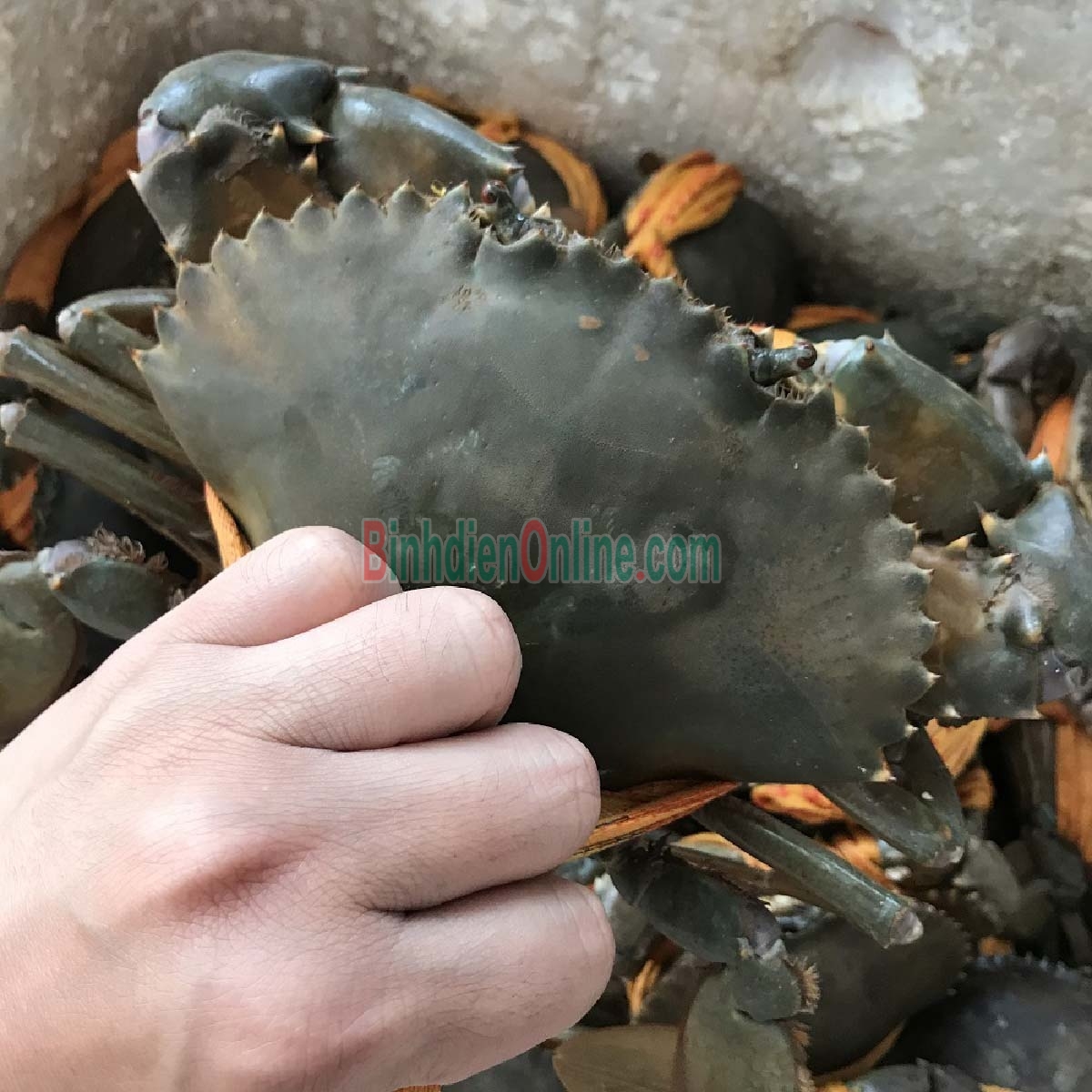 Cua thịt  sống thiên nhiên giá tốt 560-650 gr/con Xuất xứ Sóc Trăng