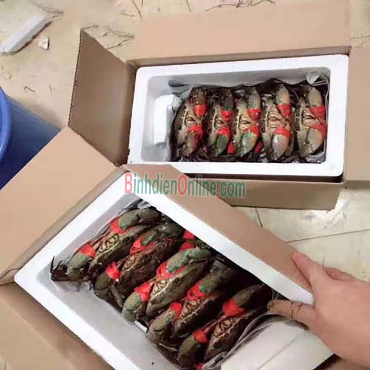 Cua thịt  sống loại 1 siêu to 300-450 gr/con Xuất xứ Kiên Giang