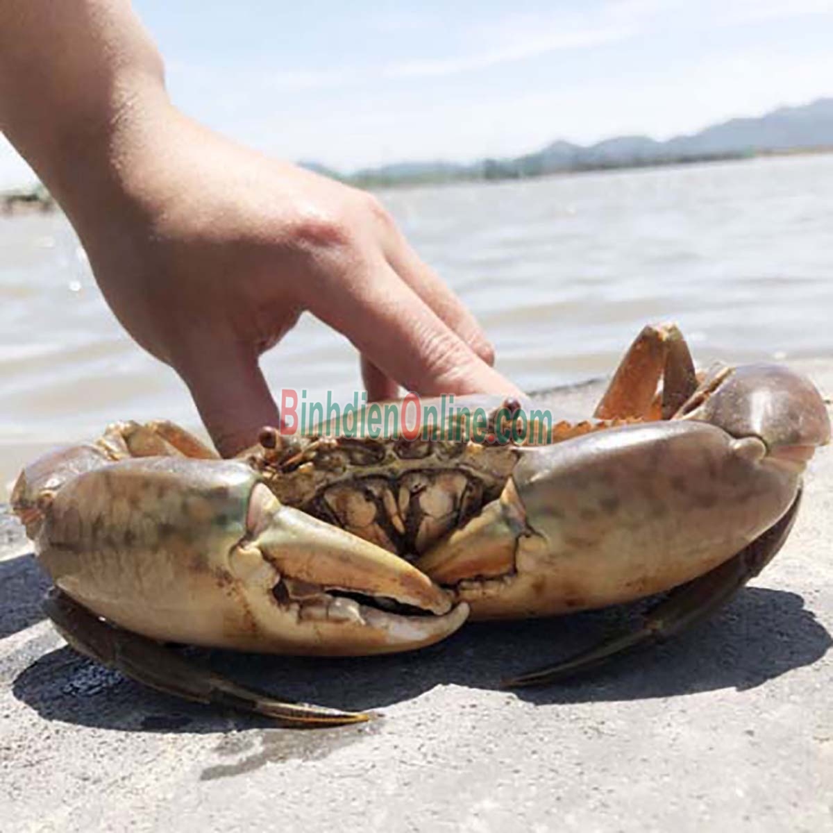 Cua thịt  sống thiên nhiên siêu to giá tốt 200-290 gr/con Xuất xứ Kiên Giang