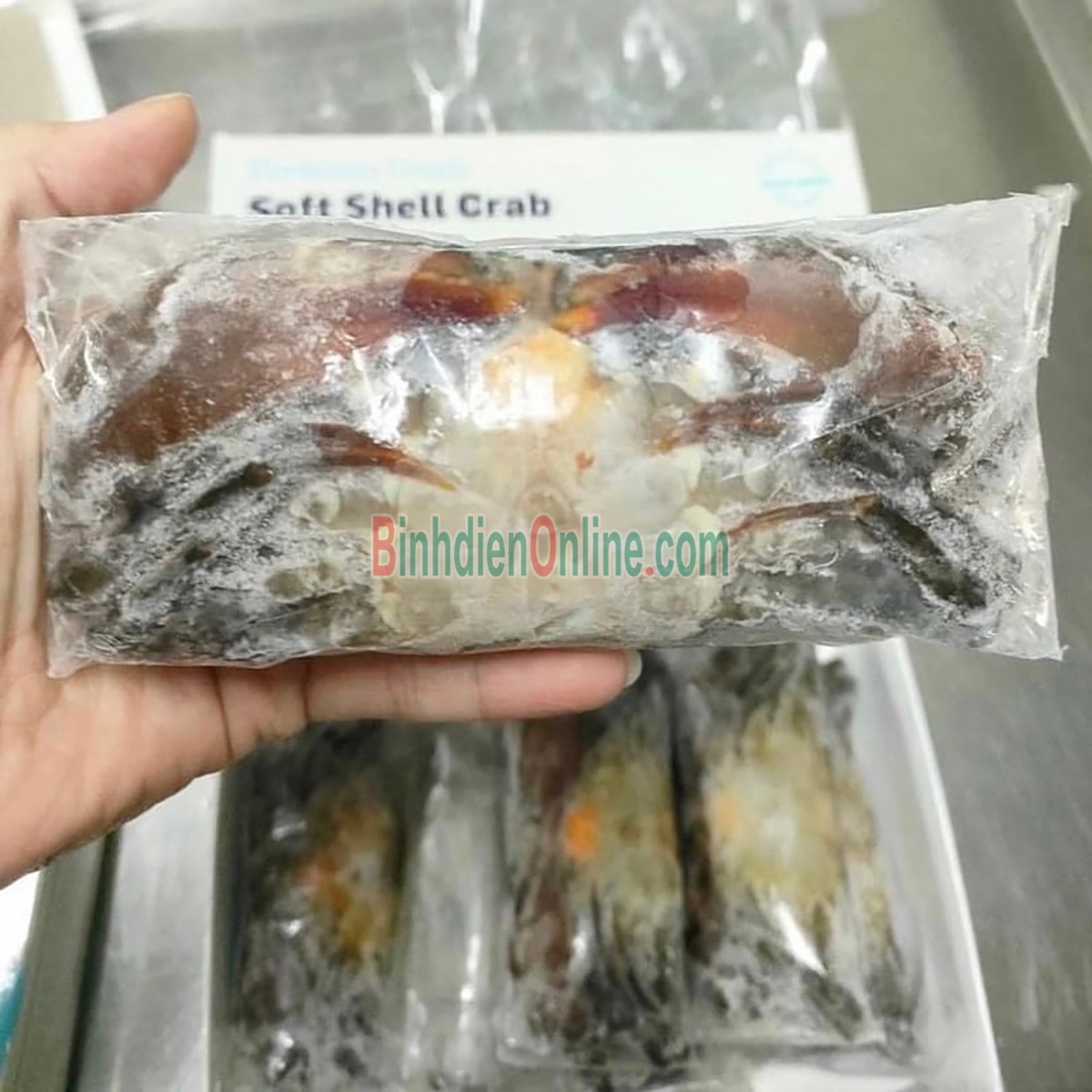 Cua lột tươi sống siêu ngon 10-12 con/kg Xuất xứ Kiên Giang