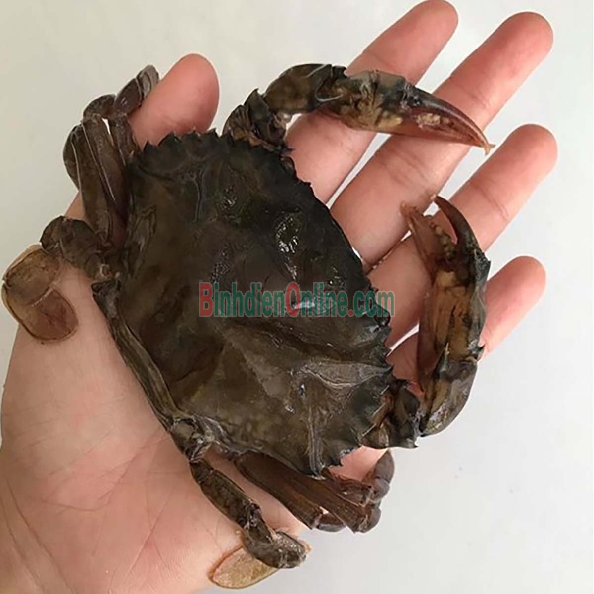 Cua lột đông lạnh siêu ngon 7-8 con/kg Xuất xứ Kiên Giang