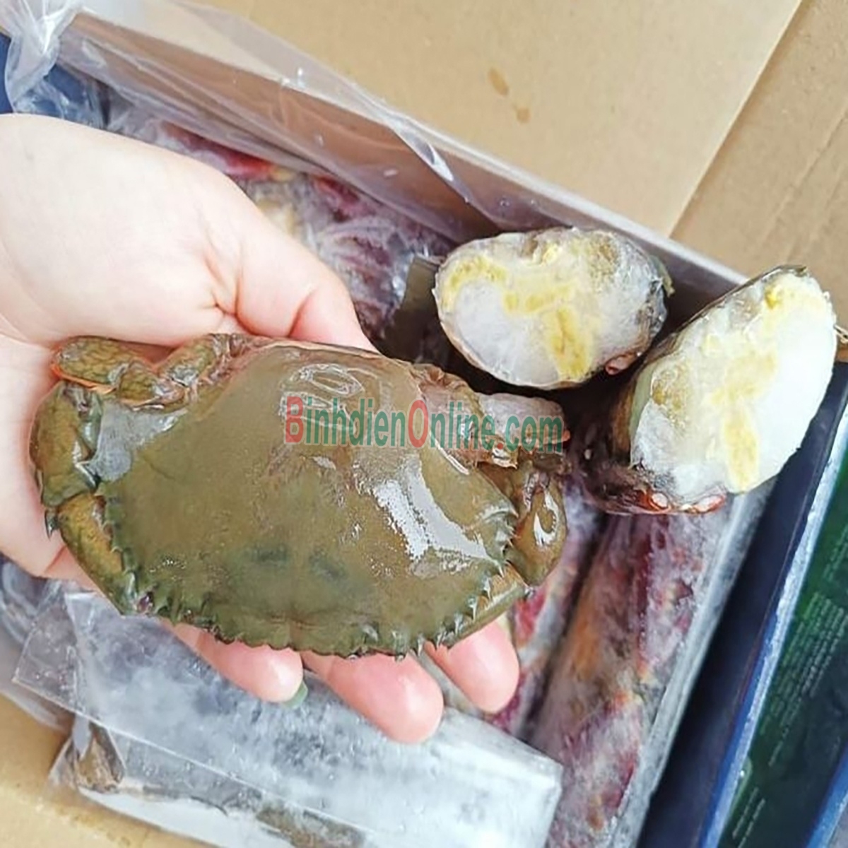 Cua lột tươi sống siêu ngon 8-10 con/kg Xuất xứ Kiên Giang