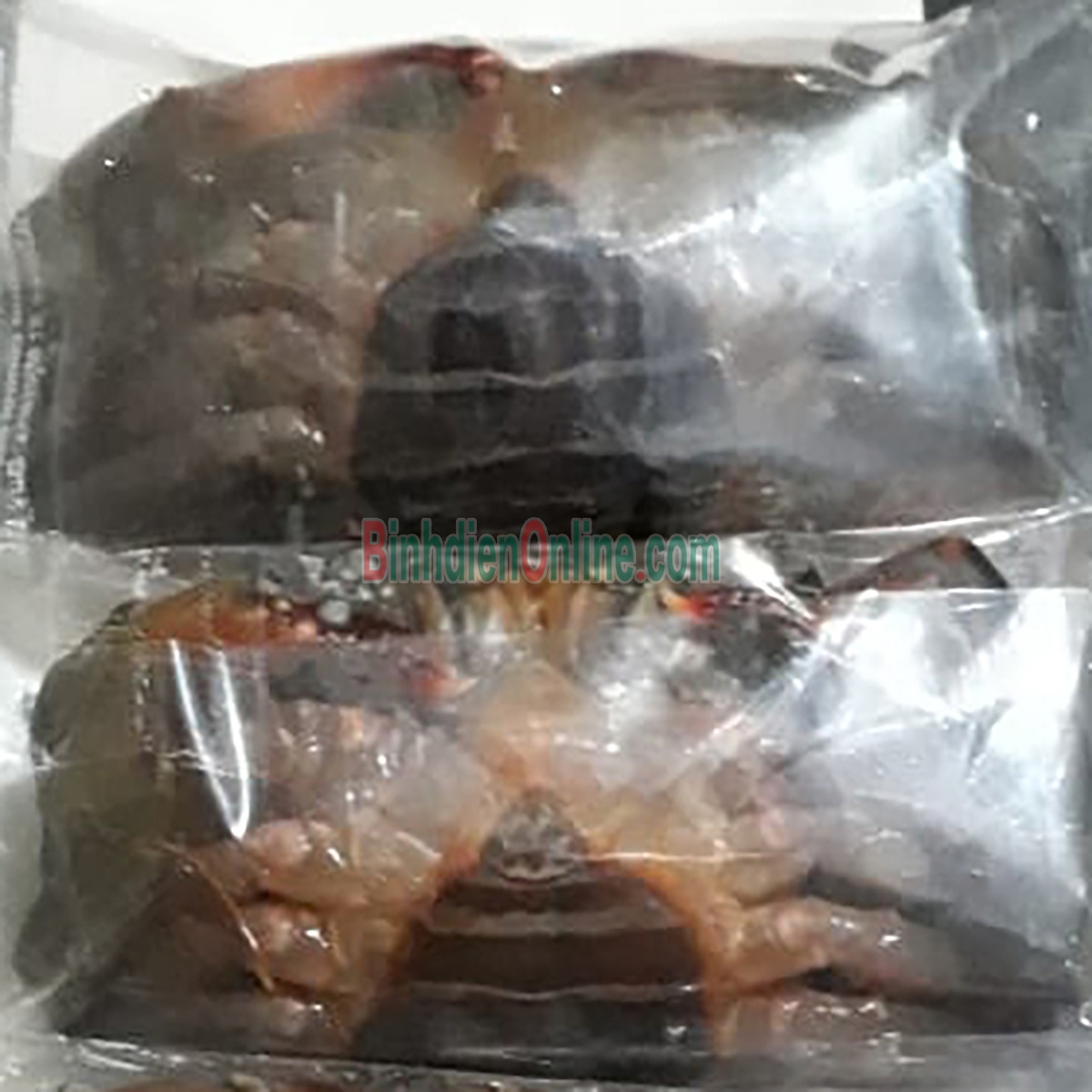 Cua lột đông lạnh siêu ngon 12-15 con/kg Xuất xứ Kiên Giang